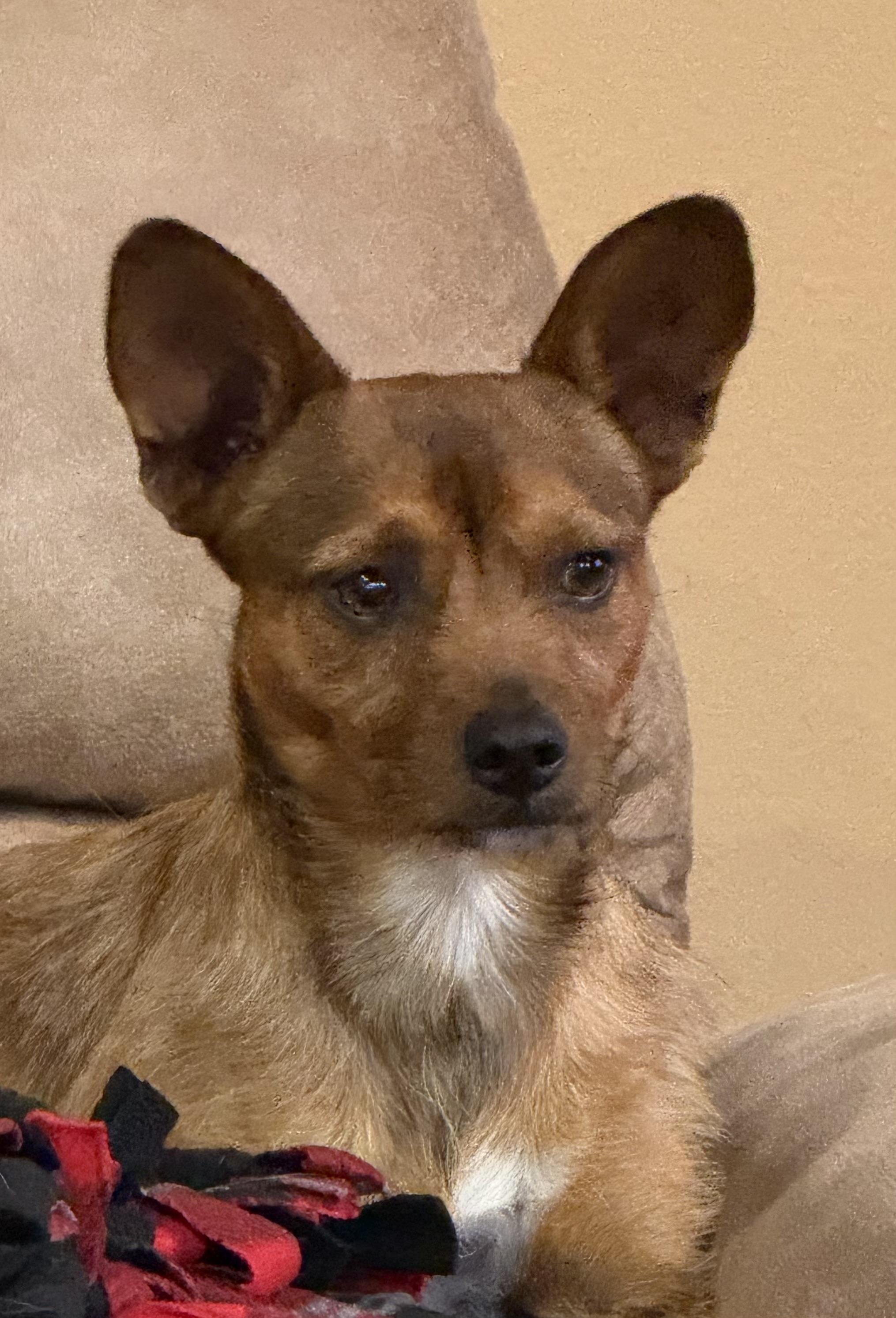 Enlarge Hamilton, a ADOPTABLE mixed breed in Baker, LA image 3/4