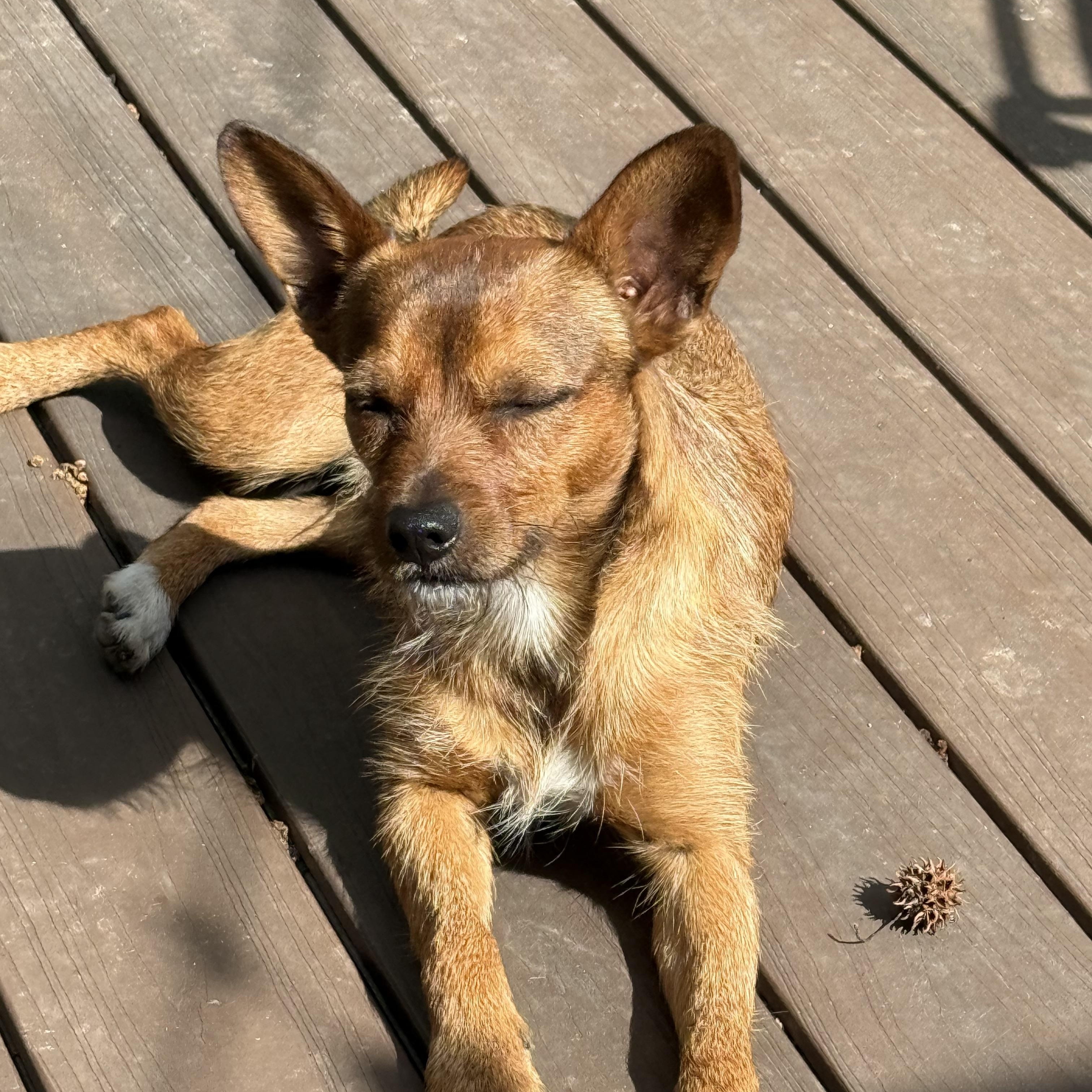 Hamilton, ADOPTABLE, Adult Male Terrier.