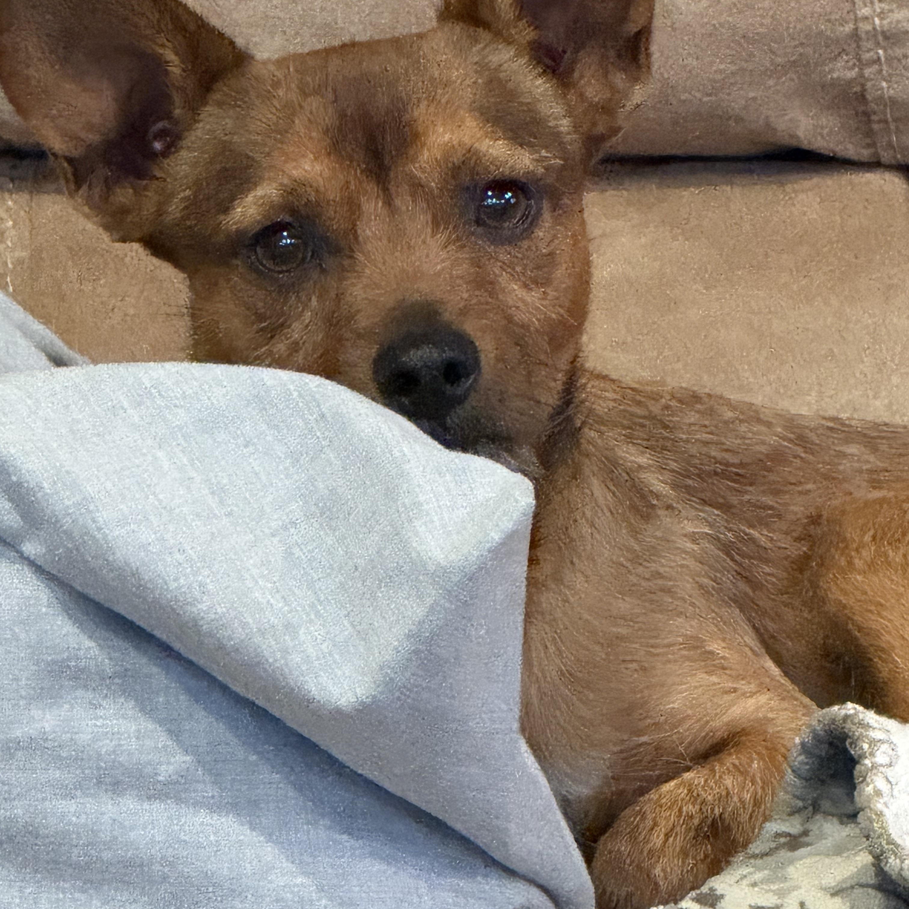 Enlarge Hamilton, a ADOPTABLE mixed breed in Baker, LA image 4/4