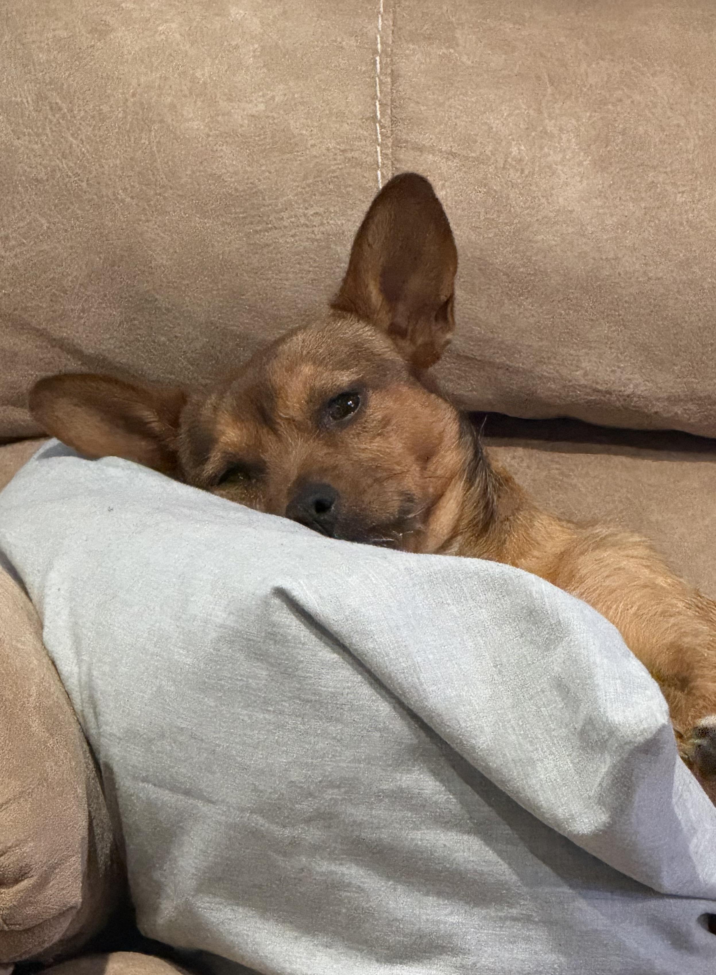 Enlarge Hamilton, a ADOPTABLE mixed breed in Baker, LA image 2/4