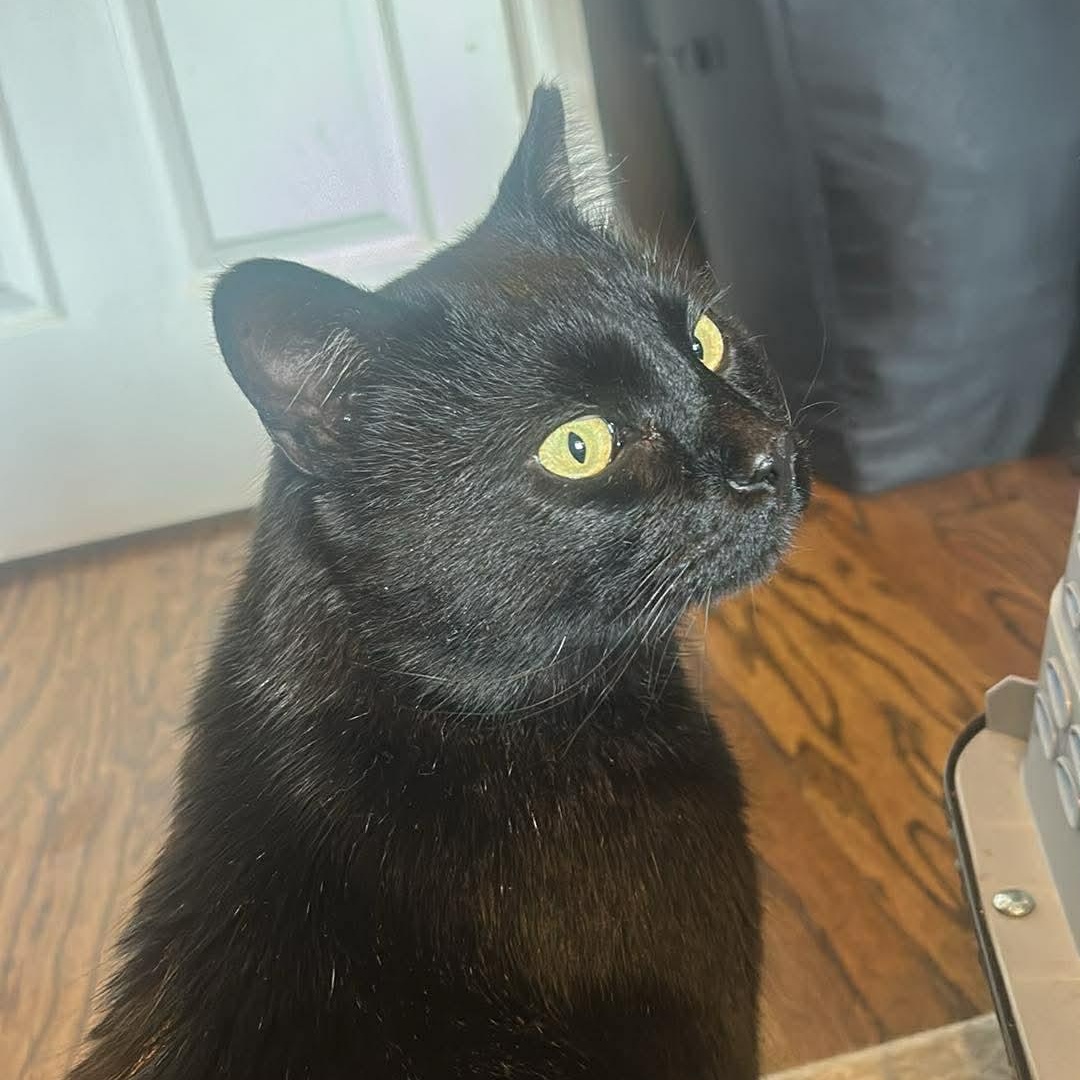 Romeo , a ADOPTABLE mixed breed in Fort Oglethorpe, GA image 4/6