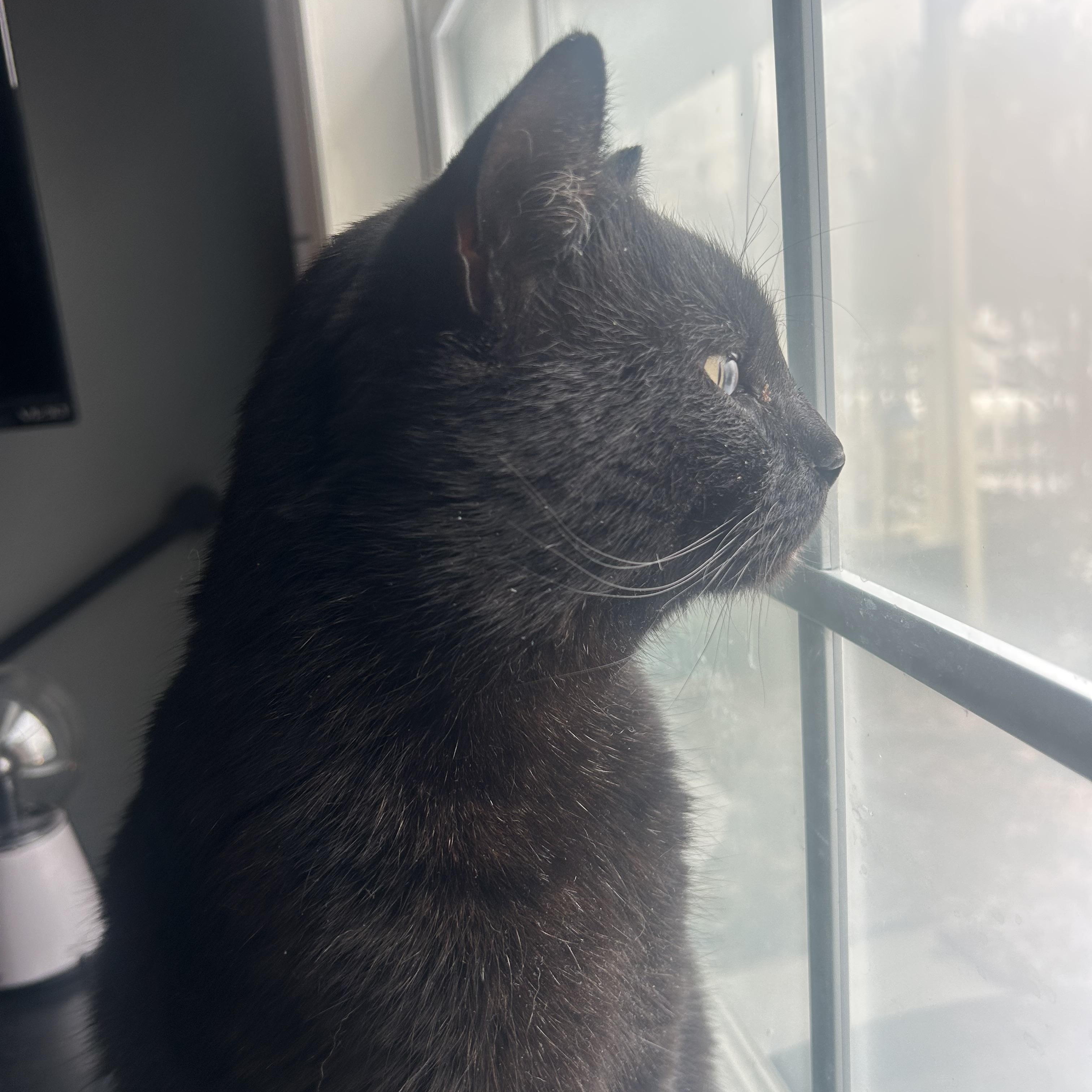 Romeo , a ADOPTABLE mixed breed in Fort Oglethorpe, GA image 2/6