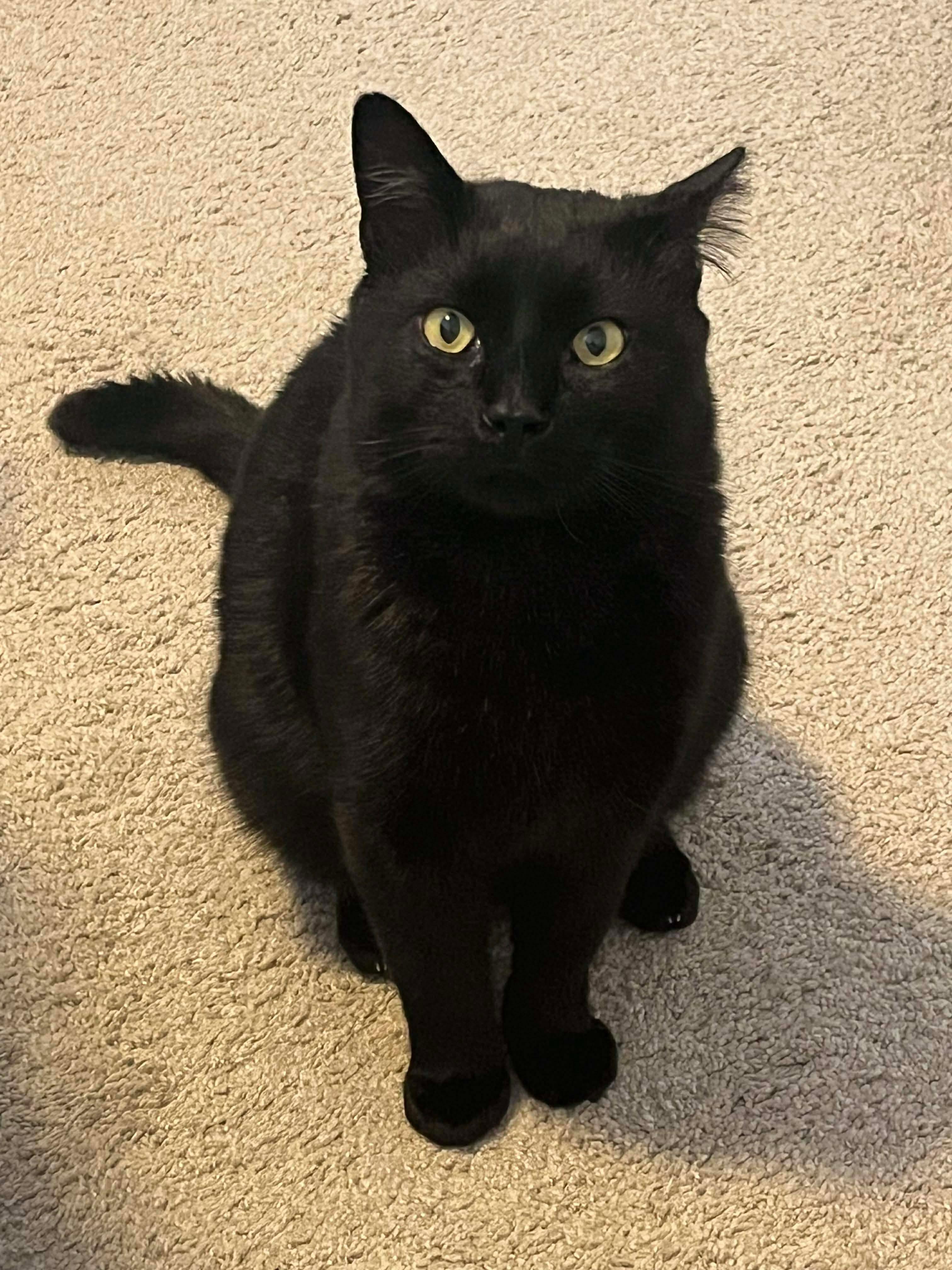 Romeo , a ADOPTABLE mixed breed in Fort Oglethorpe, GA image 5/6