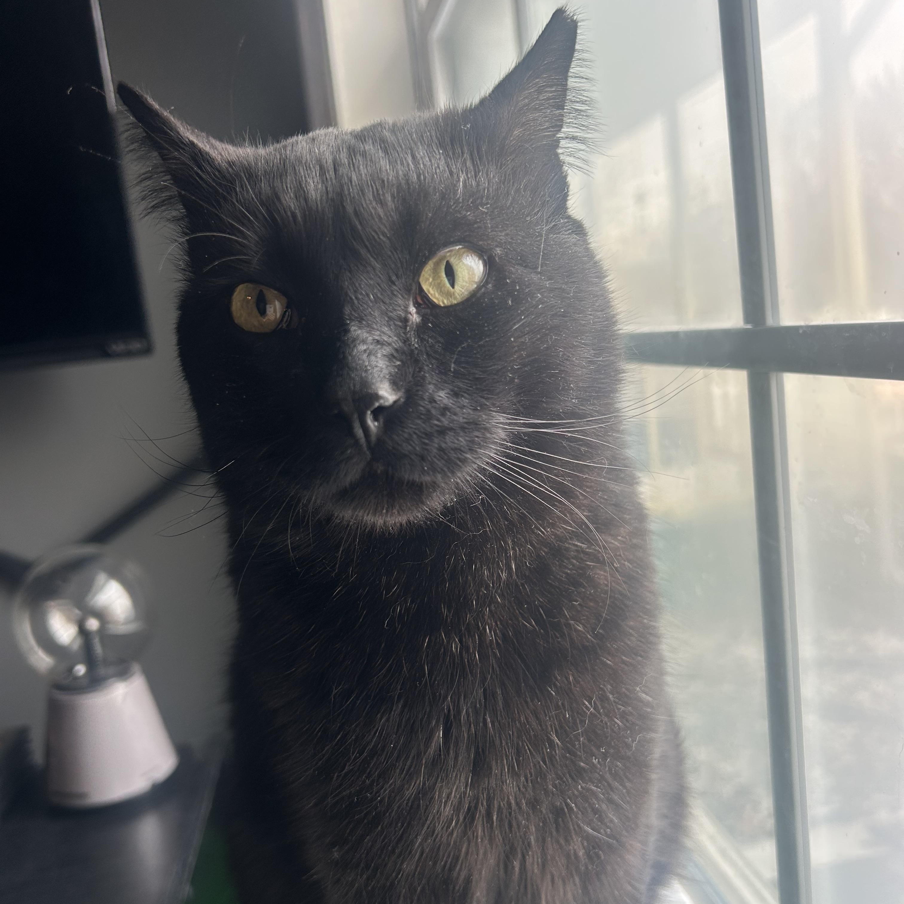 Romeo , ADOPTABLE, Adult Male Bombay & Domestic Short Hair.