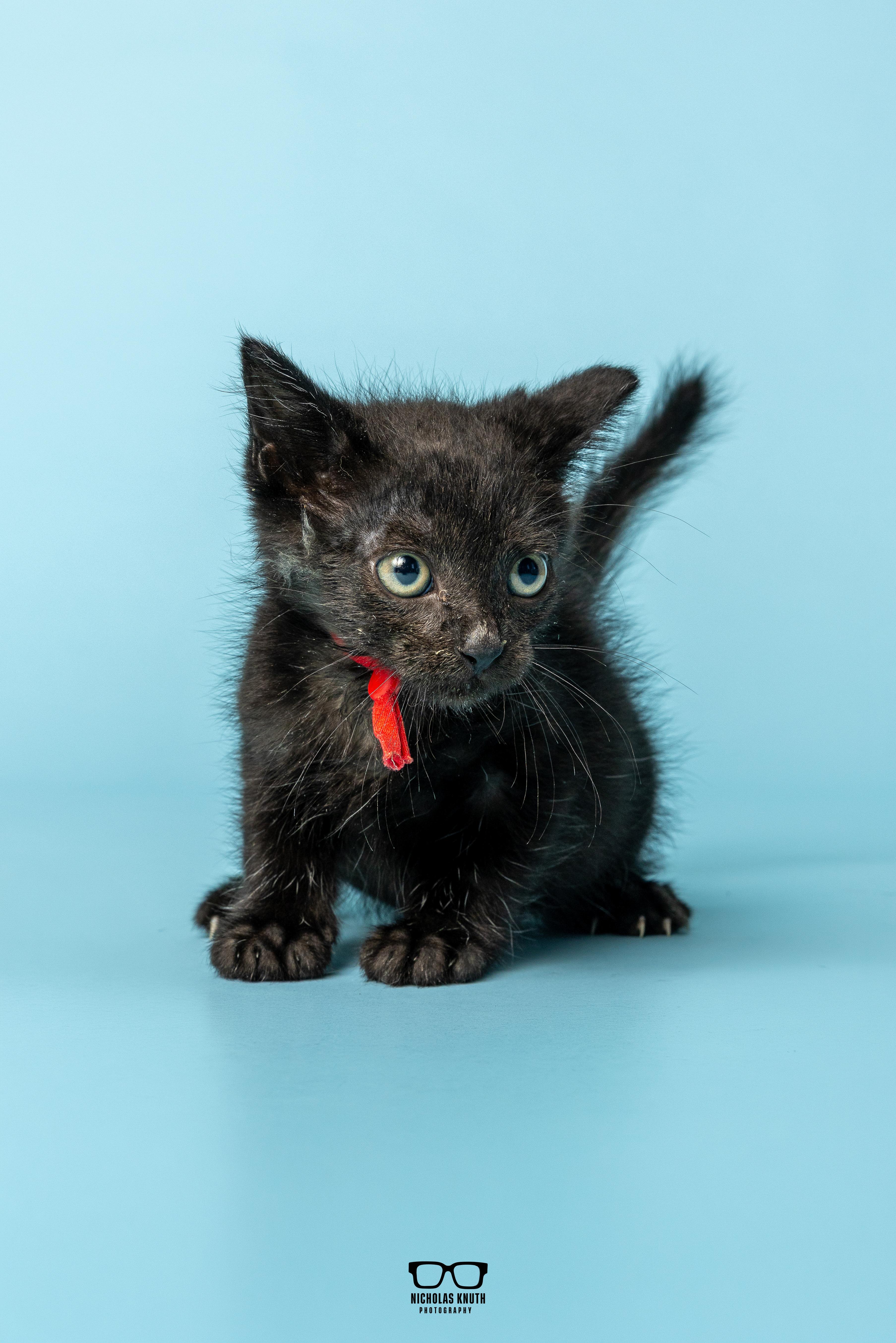 Enlarge Refried, a Adoptable Domestic Short Hair in Palatine, IL image 3/6