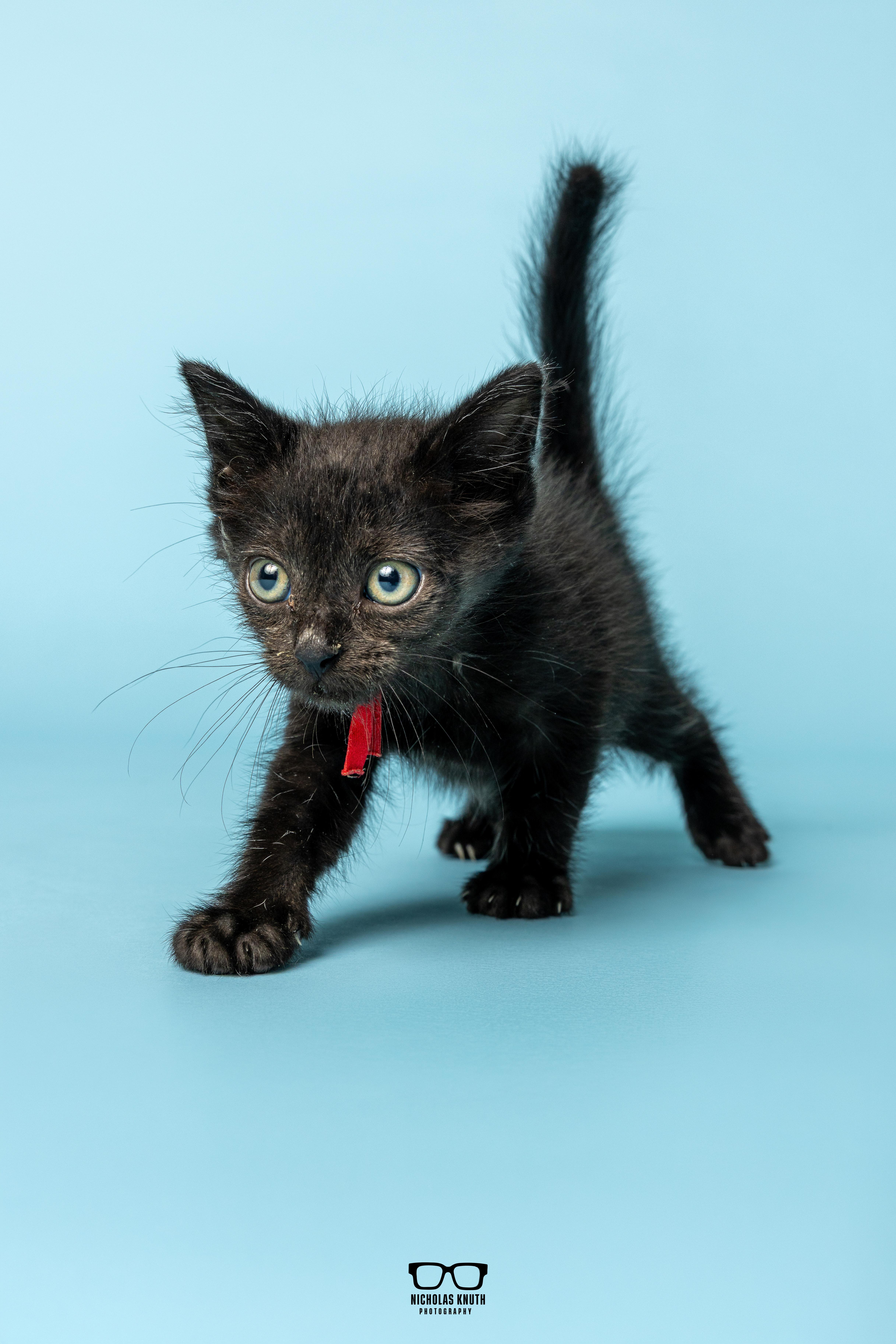 Refried, Adoptable, Kitten Male Domestic Short Hair.