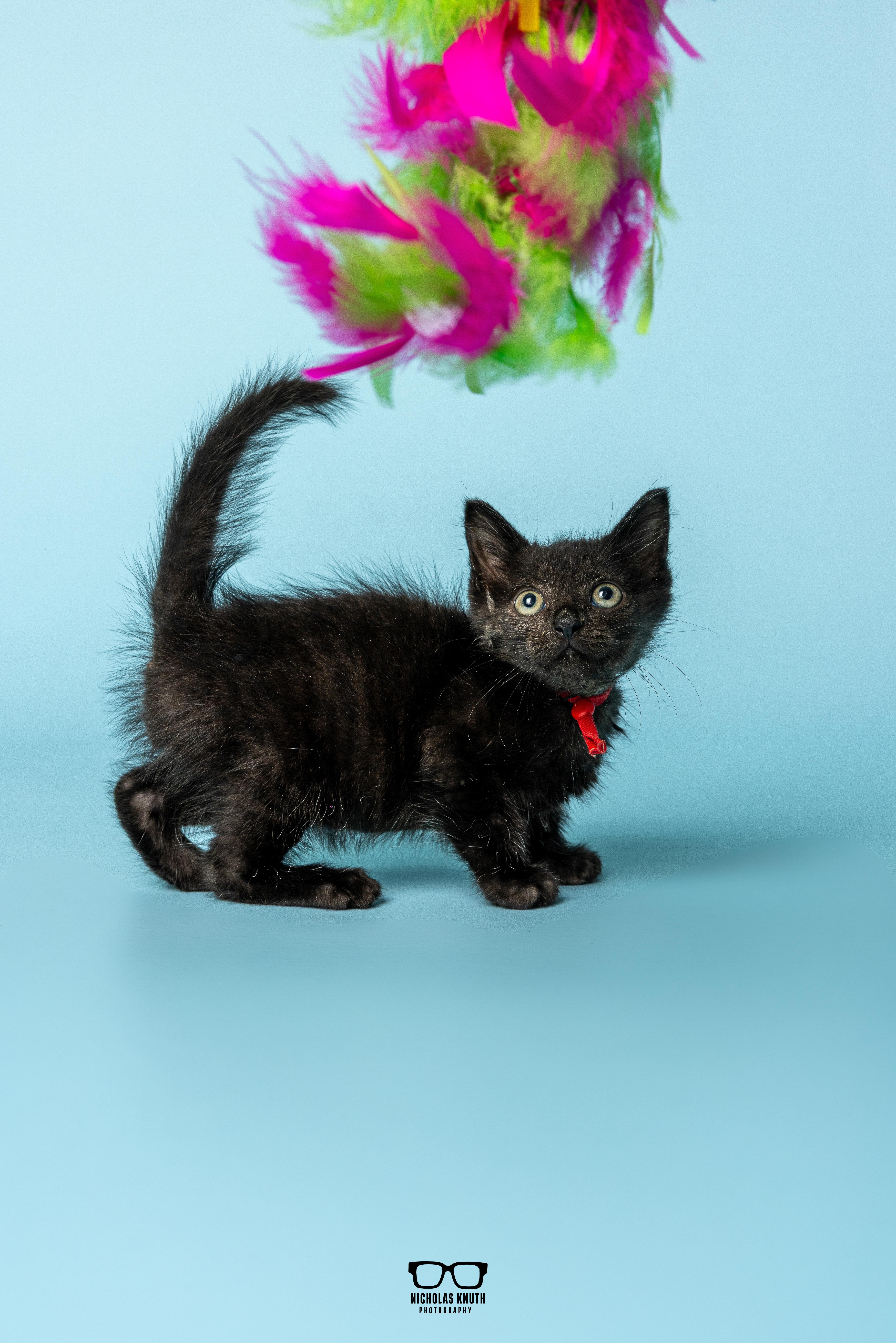 Enlarge Refried, a Adoptable Domestic Short Hair in Palatine, IL image 5/6