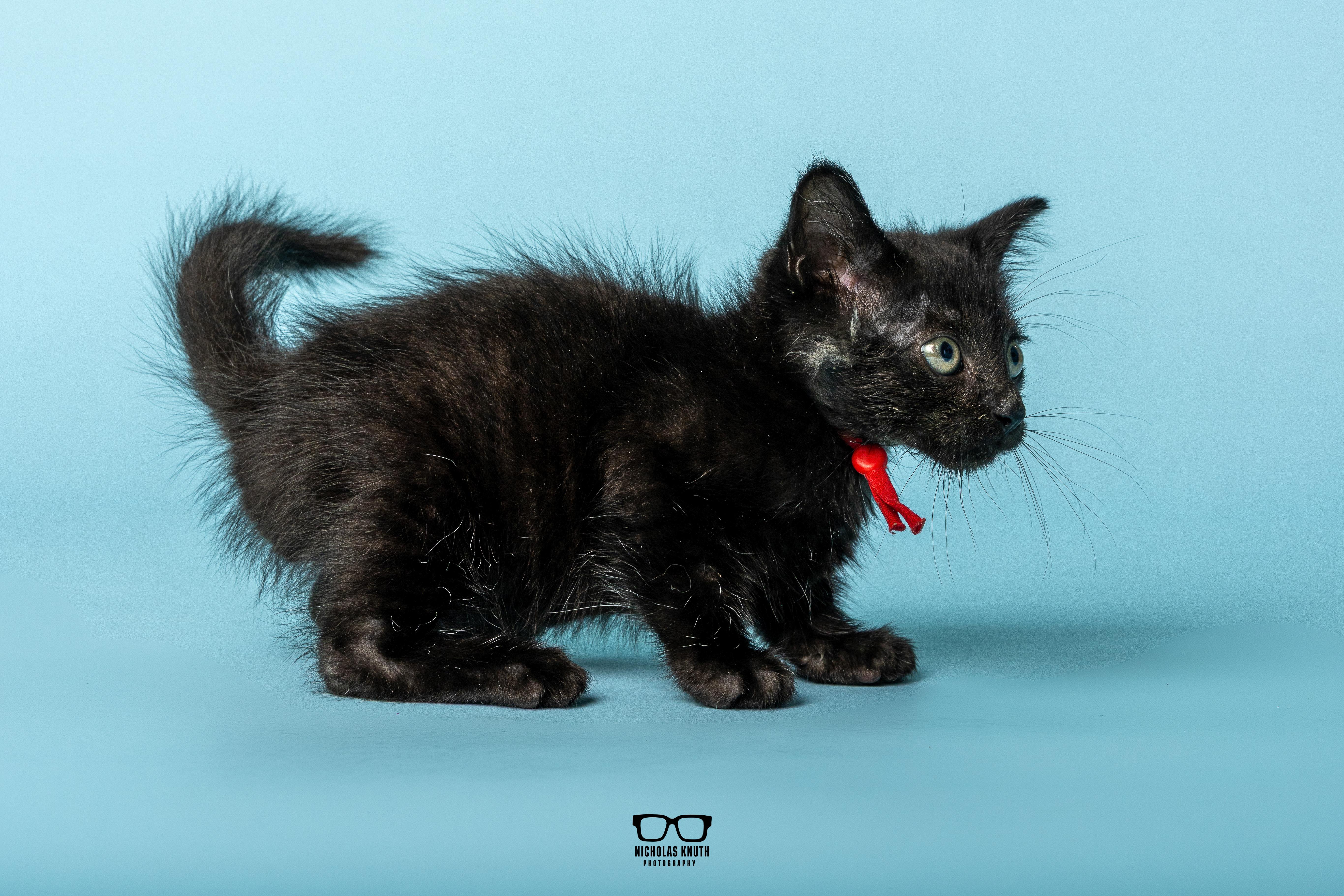 Enlarge Refried, a Adoptable Domestic Short Hair in Palatine, IL image 6/6