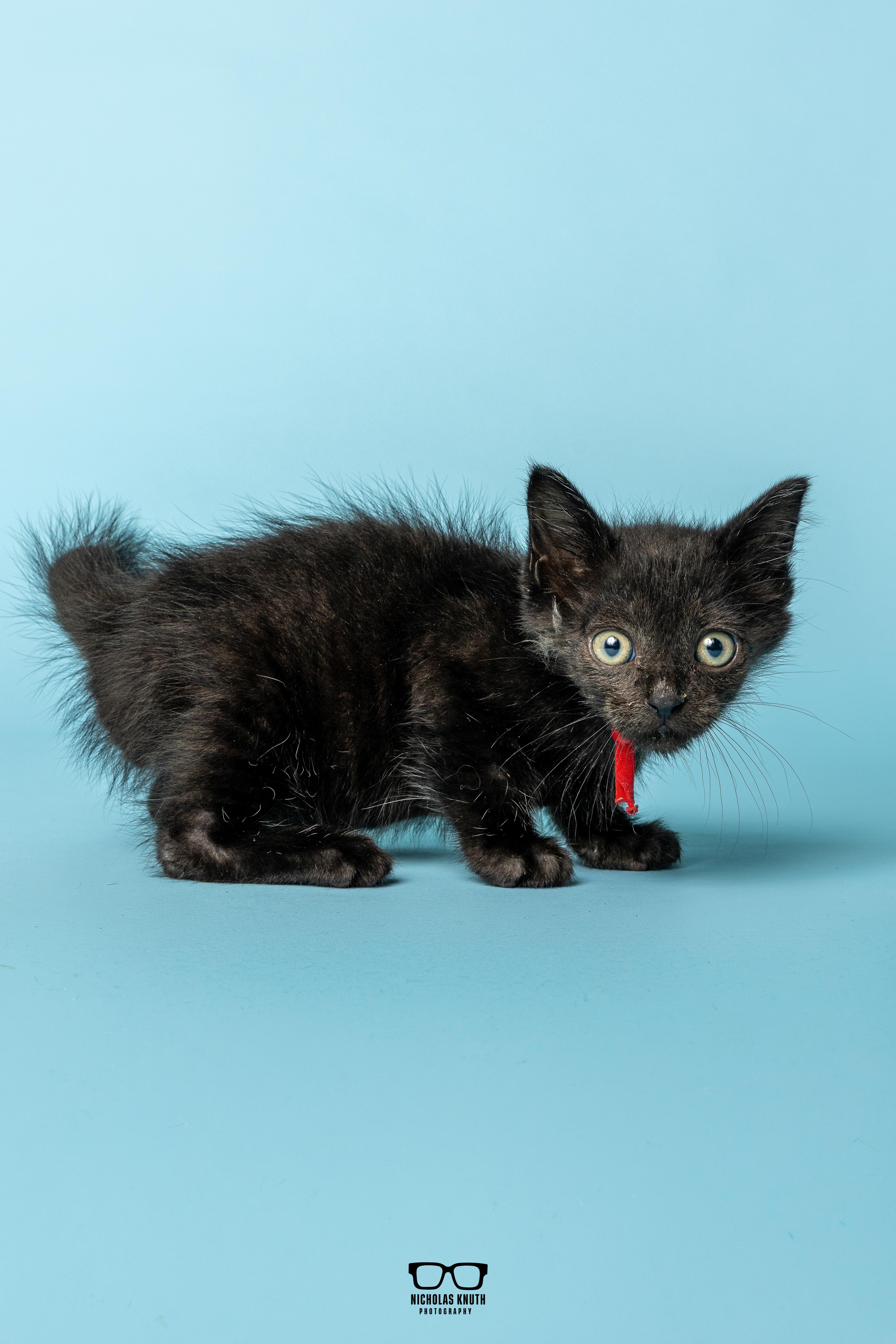 Enlarge Refried, a Adoptable Domestic Short Hair in Palatine, IL image 4/6