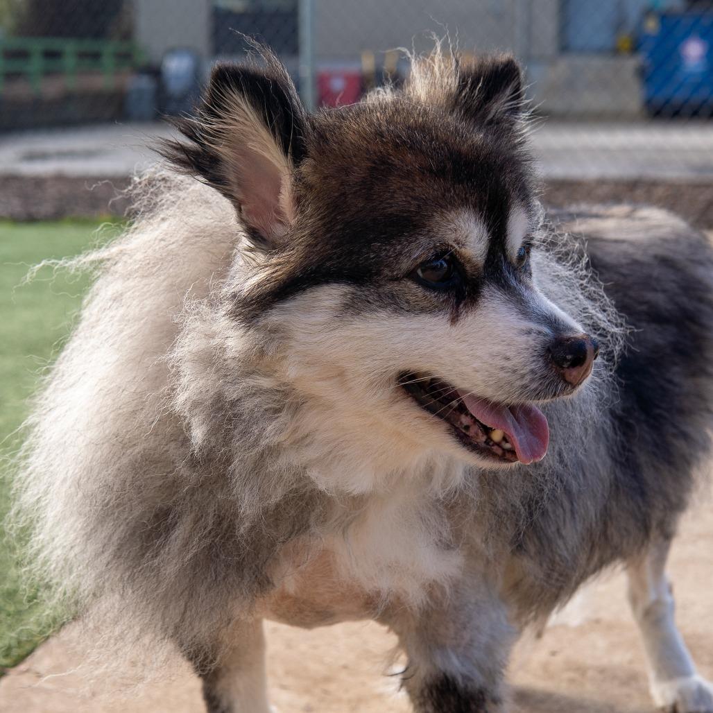Tammi, Adoptable, Adult Female Pomeranian & Husky.