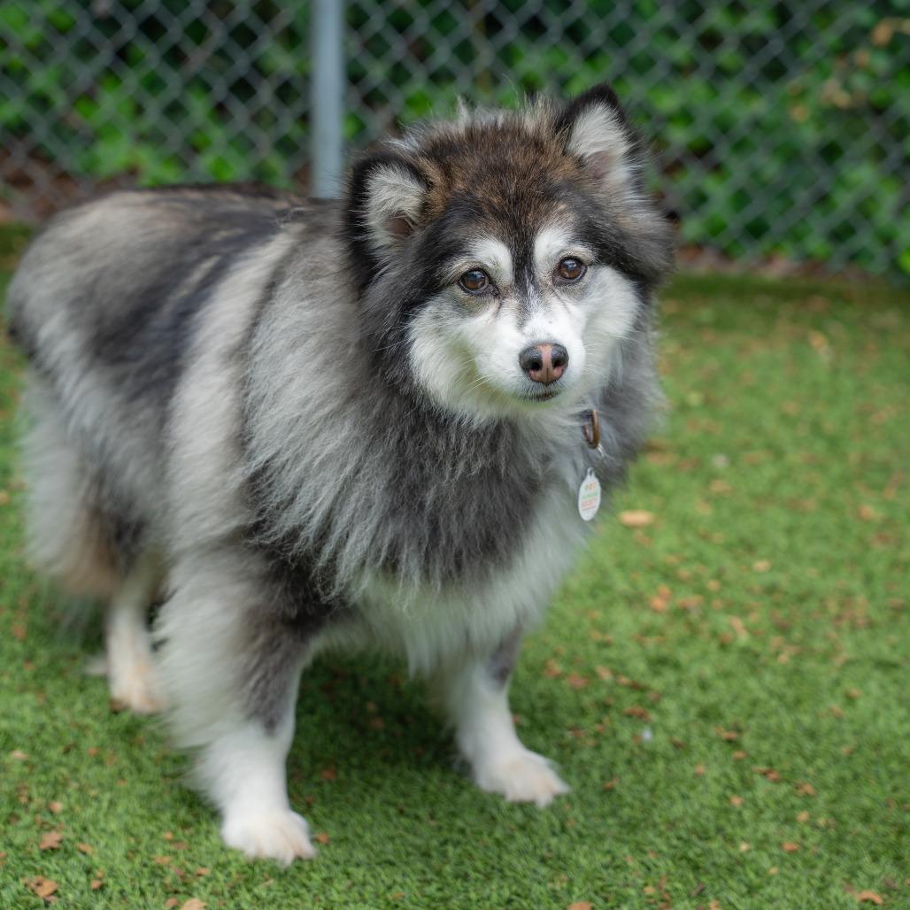 Enlarge Tammi, a Adoptable mixed breed in Gainesville, GA image 2/6