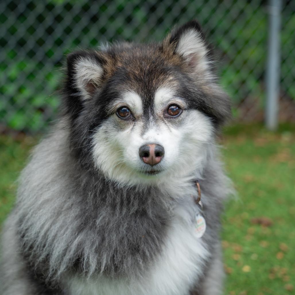 Enlarge Tammi, a Adoptable mixed breed in Gainesville, GA image 3/6