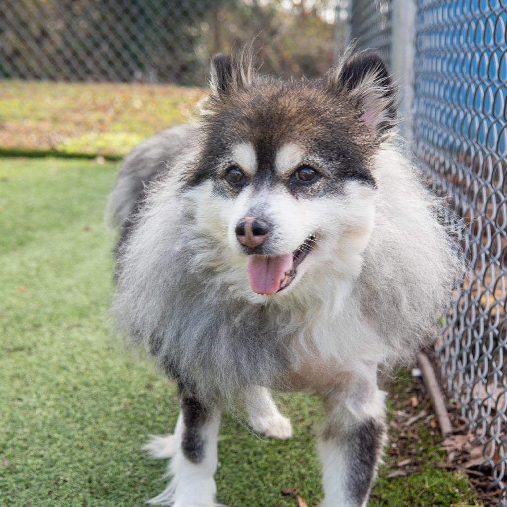 Enlarge Tammi, a Adoptable mixed breed in Gainesville, GA image 4/6