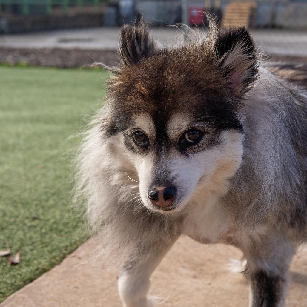 Enlarge Tammi, a Adoptable mixed breed in Gainesville, GA image 5/6