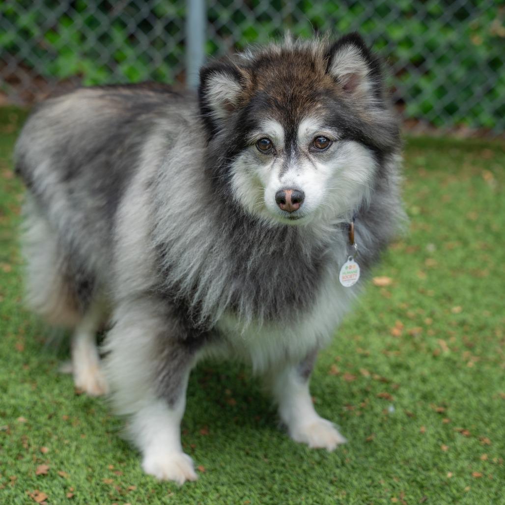 Enlarge Tammi, a Adoptable mixed breed in Gainesville, GA image 6/6