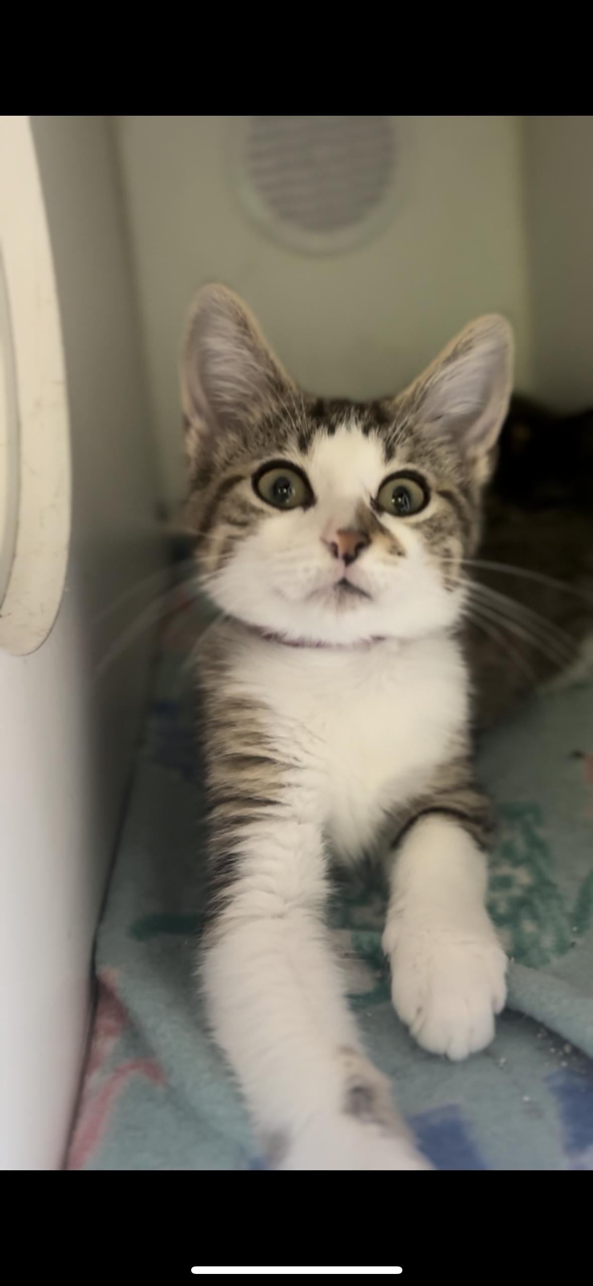 Enlarge Dawson, a Adoptable Domestic Short Hair in Crown Point, IN image 1/1