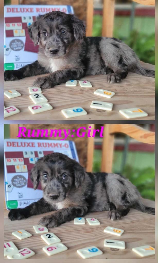 Rummy, Adopted, Puppy Female Catahoula Leopard Dog.