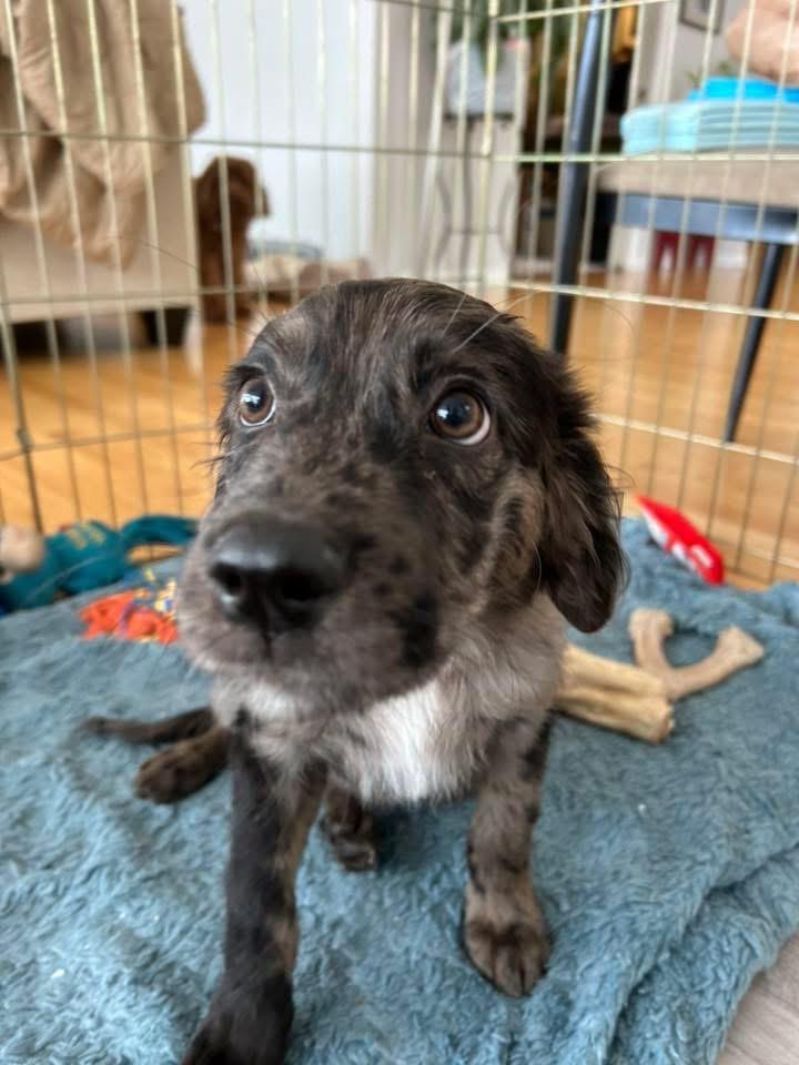 Enlarge Rummy, a Adopted Catahoula Leopard Dog in Bristol, WI image 2/6