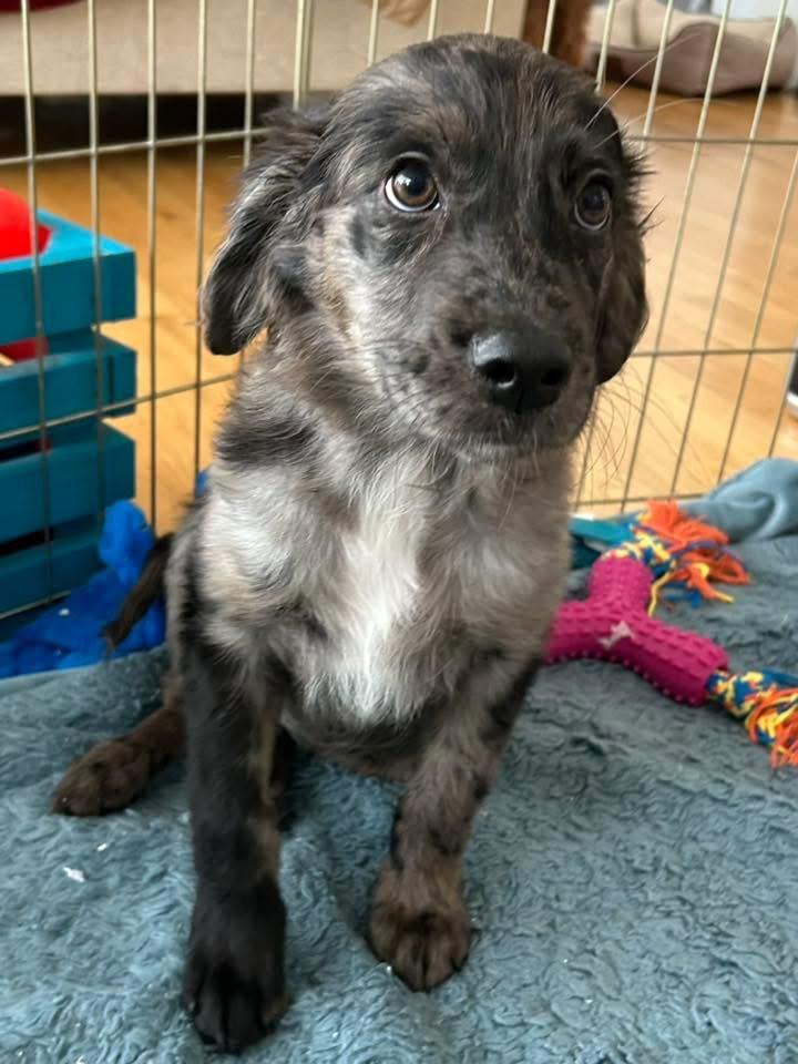 Enlarge Rummy, a Adopted Catahoula Leopard Dog in Bristol, WI image 3/6