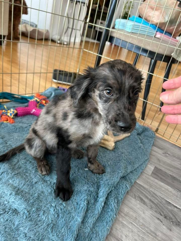 Enlarge Rummy, a Adopted Catahoula Leopard Dog in Bristol, WI image 4/6