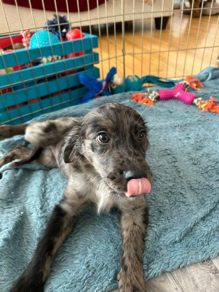 Enlarge Rummy, a Adopted Catahoula Leopard Dog in Bristol, WI image 6/6