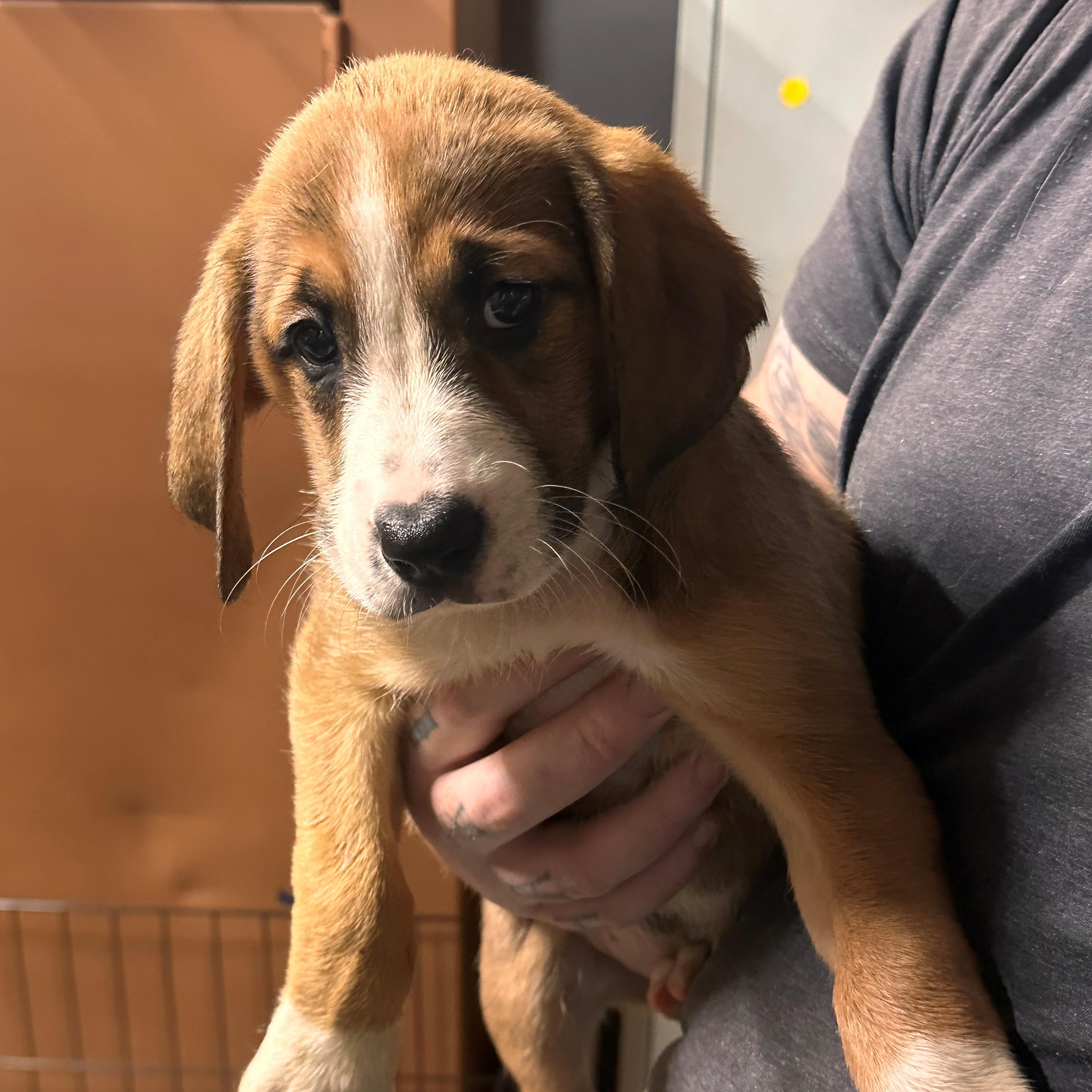 Enlarge Maggie, a Adoptable mixed breed in Albany, NY image 2/2
