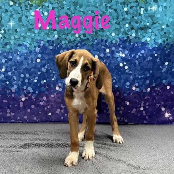 Enlarge Maggie, a Adoptable mixed breed in Albany, NY image 1/2