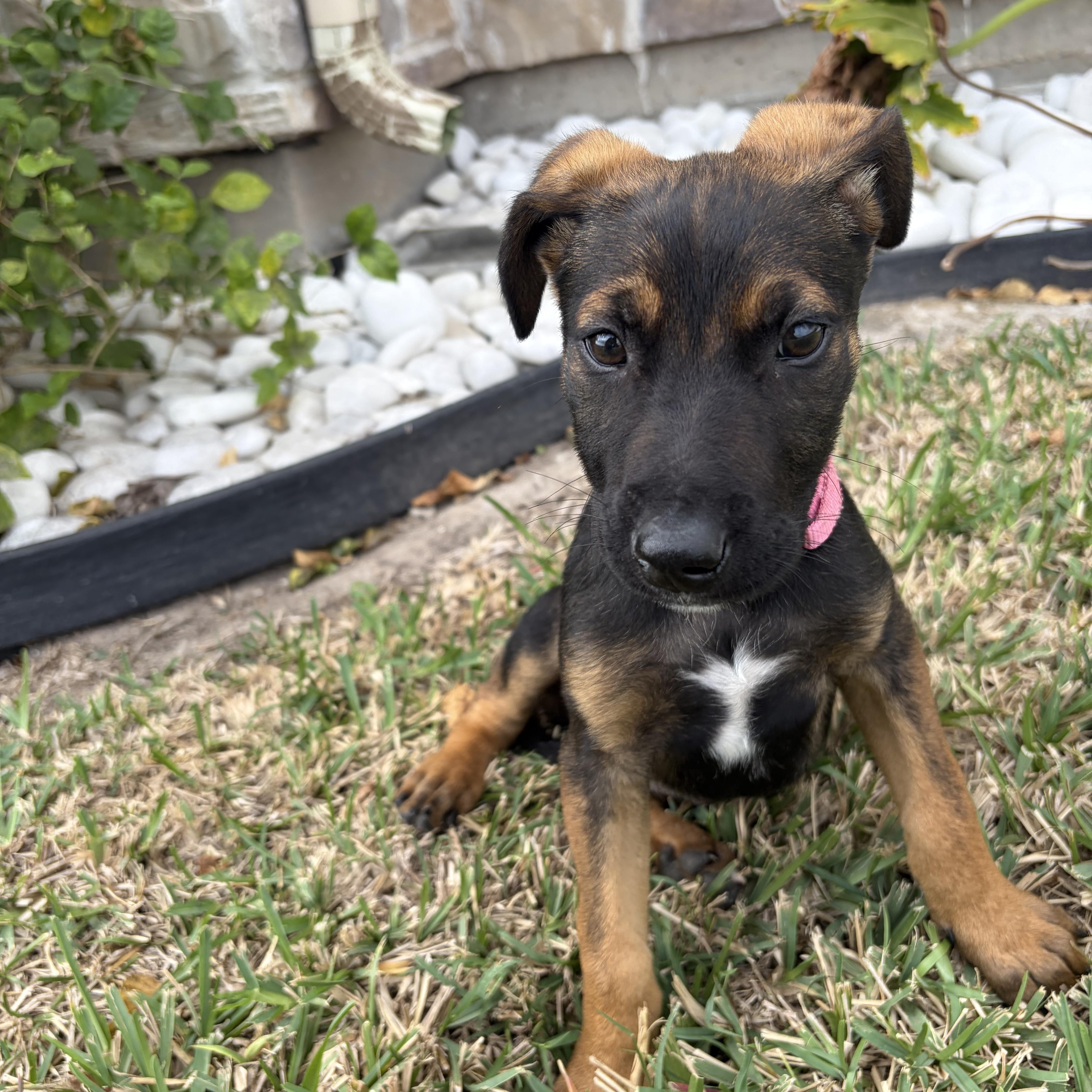 Enlarge Belle, an adopted mixed breed in Denver, CO image 4/4