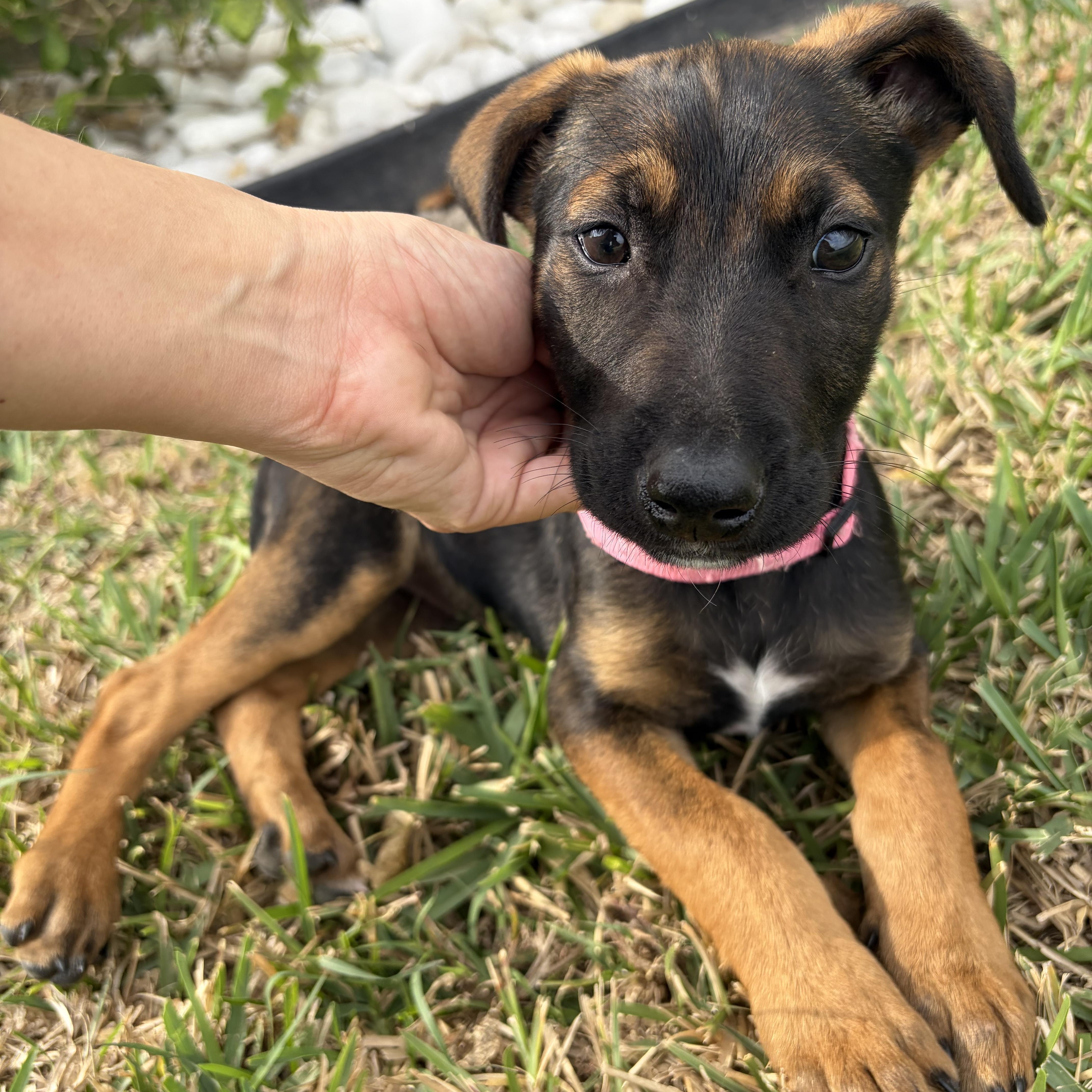 Enlarge Belle, an adopted mixed breed in Denver, CO image 2/4