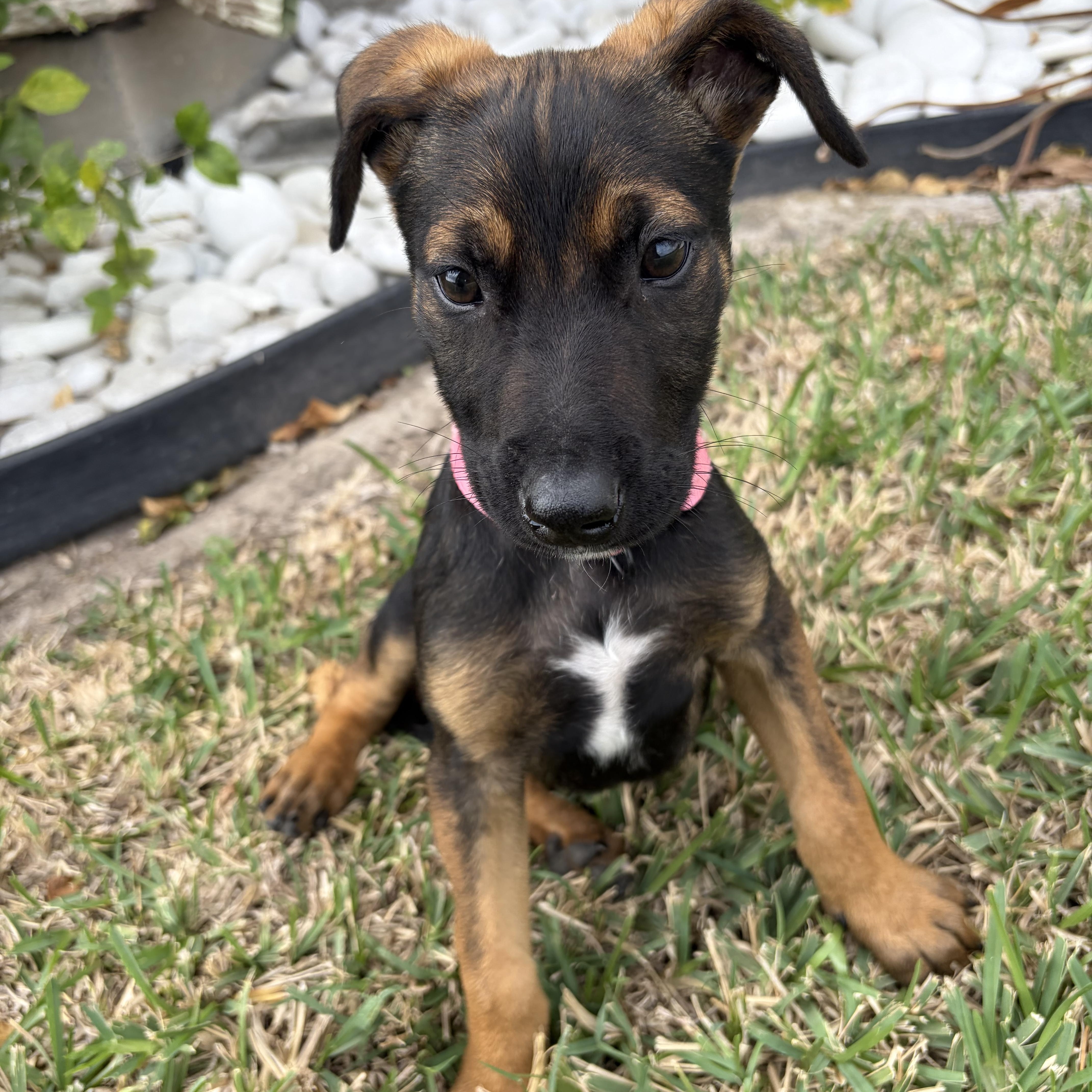 Belle, adopted, Puppy Female German Shepherd Dog.