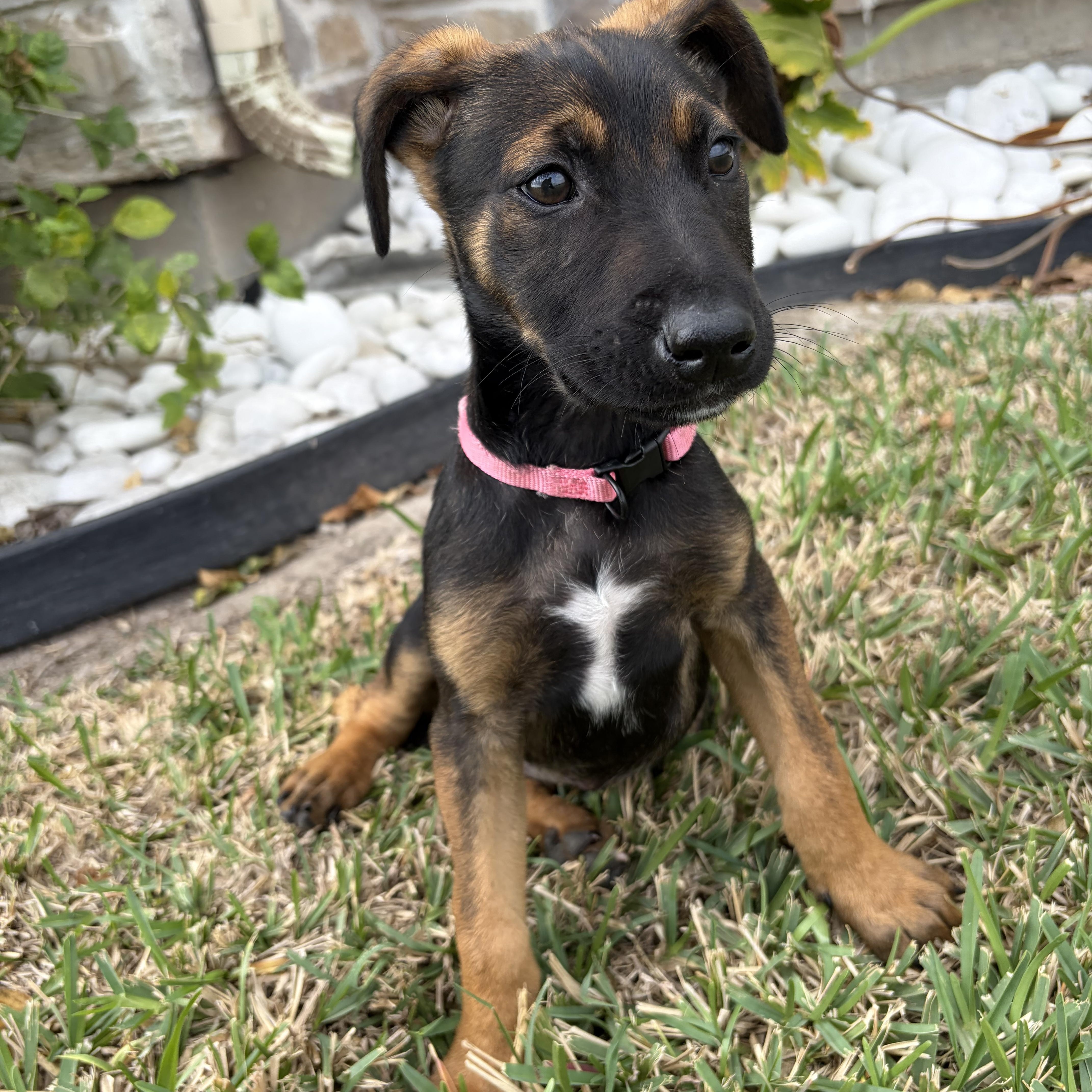 Enlarge Belle, an adopted mixed breed in Denver, CO image 3/4