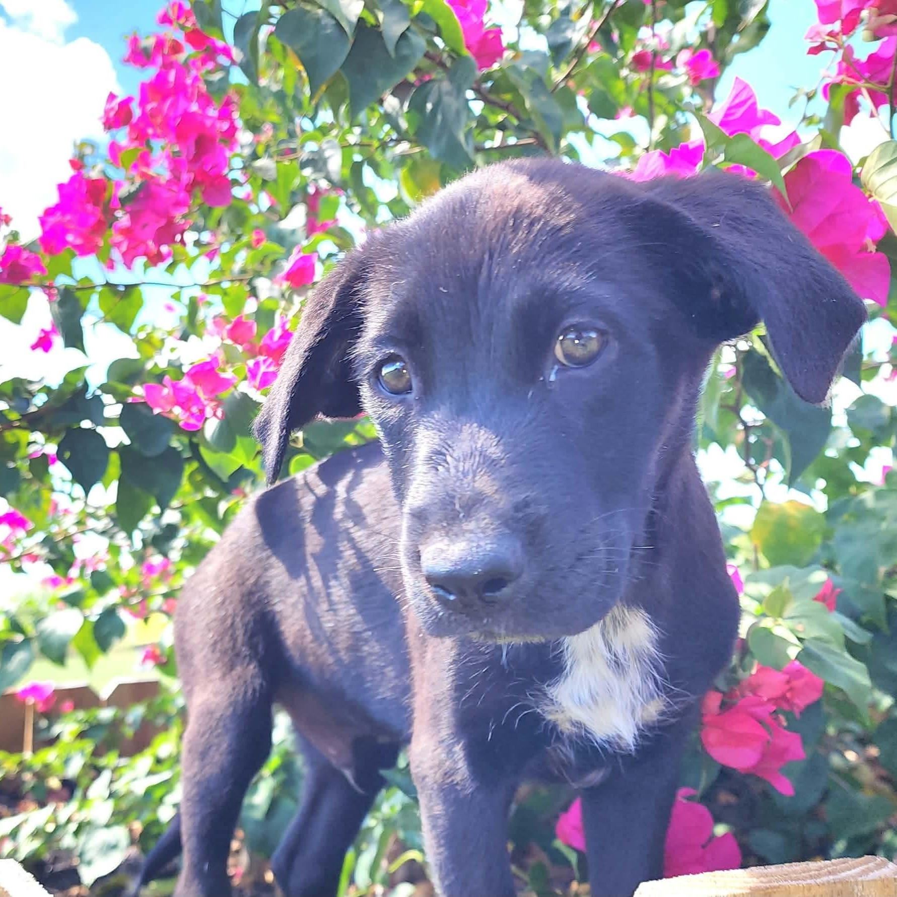 Enlarge Gelato, a Adoptable mixed breed in Buffalo, NY image 4/6
