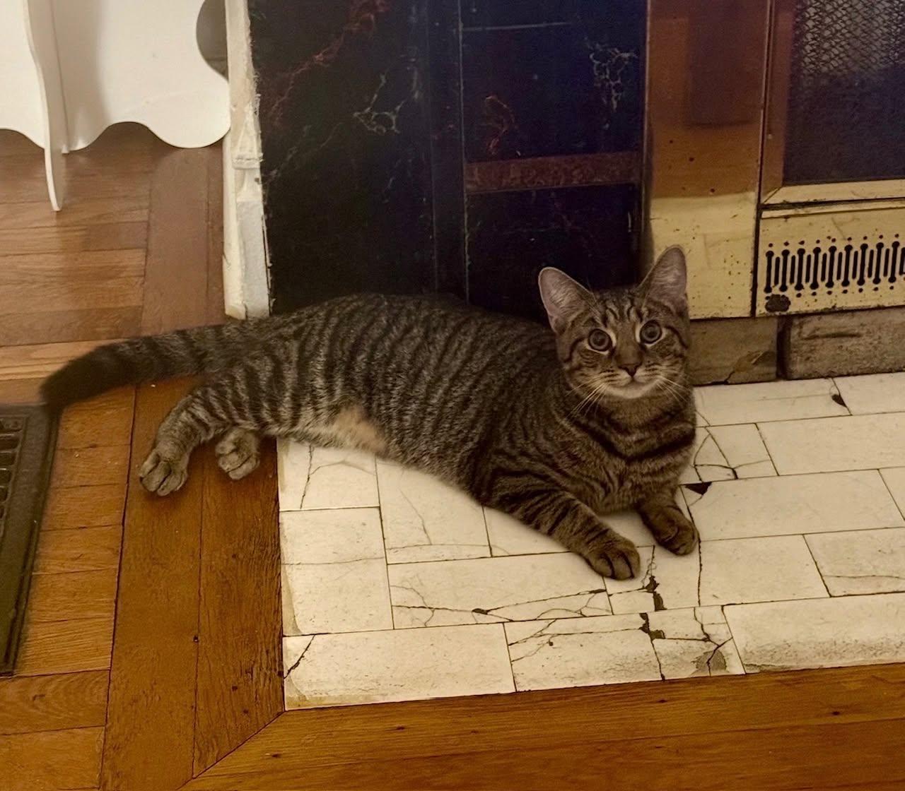 Tuna, a Adoptable Domestic Short Hair in Carnegie, PA image 6/6