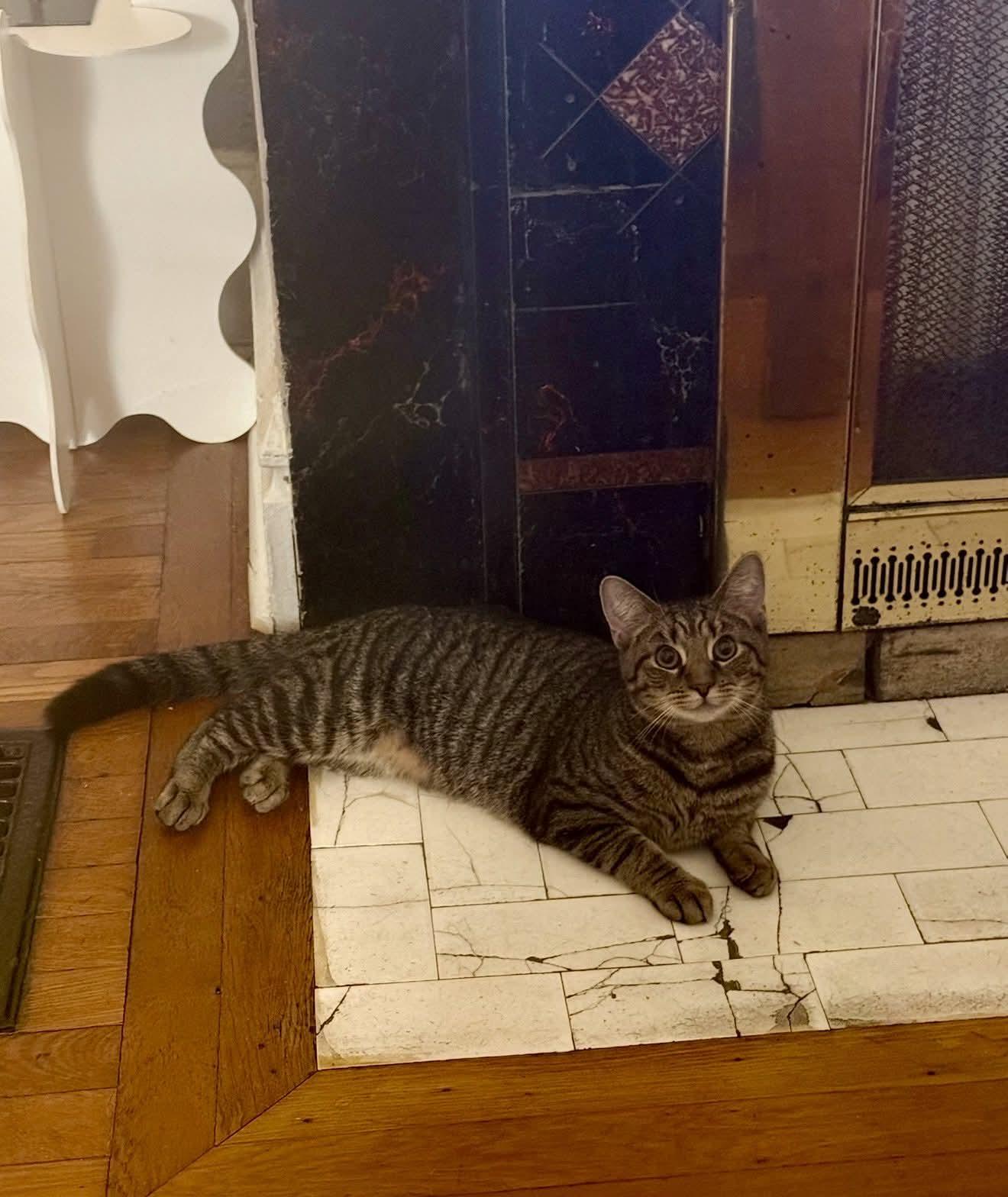 Tuna, Adoptable, Kitten Male Domestic Short Hair.