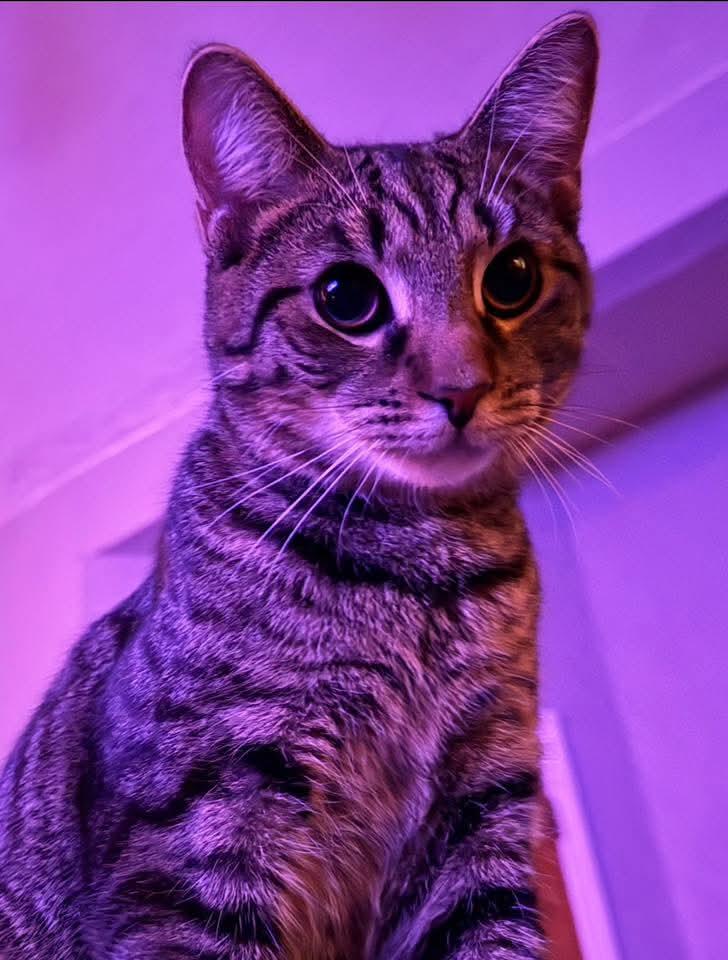 Enlarge Tuna, a Adoptable Domestic Short Hair in Carnegie, PA image 2/6