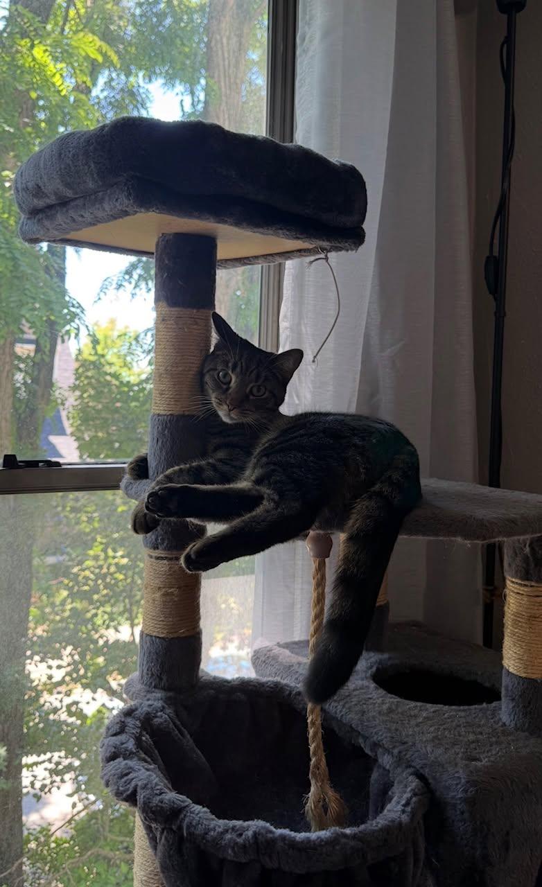 Tuna, a Adoptable Domestic Short Hair in Carnegie, PA image 4/6