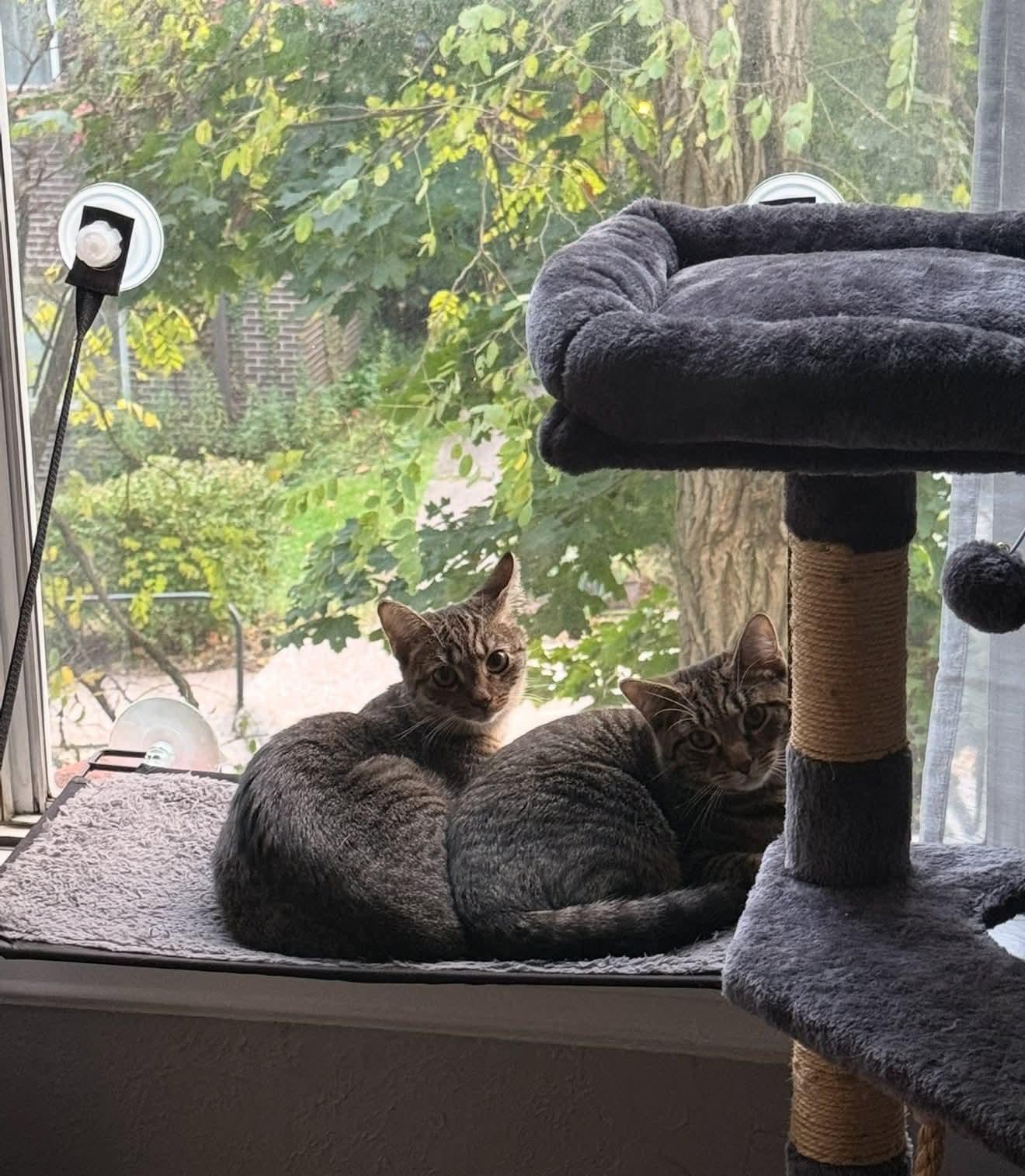 Enlarge Tuna, a Adoptable Domestic Short Hair in Carnegie, PA image 3/6