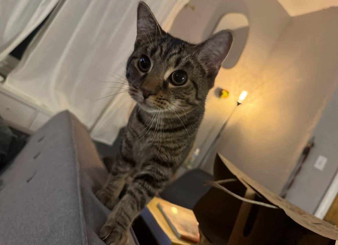 Enlarge Tuna, a Adoptable Domestic Short Hair in Carnegie, PA image 4/6