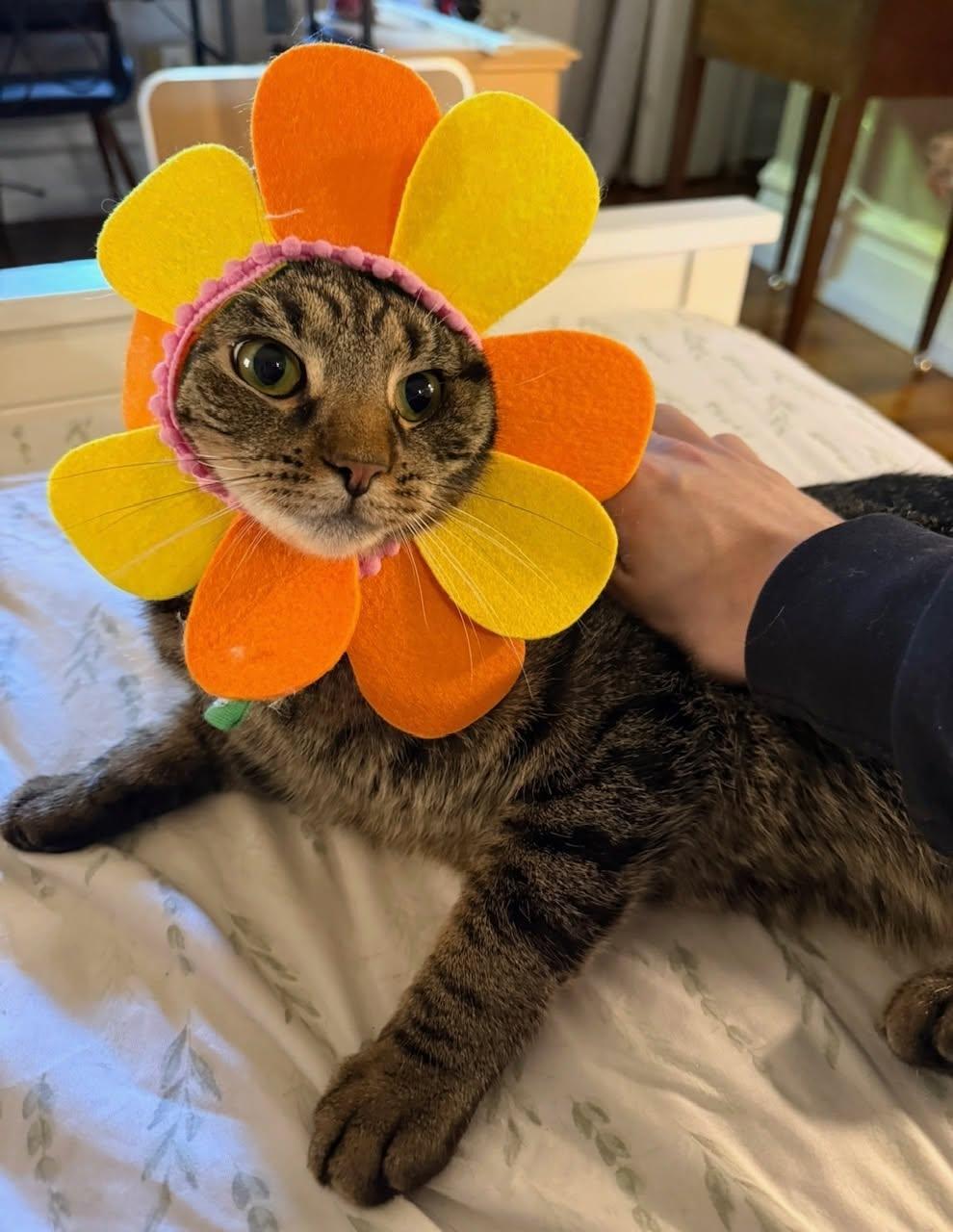 Tuna, Adoptable, Young Male Domestic Short Hair.