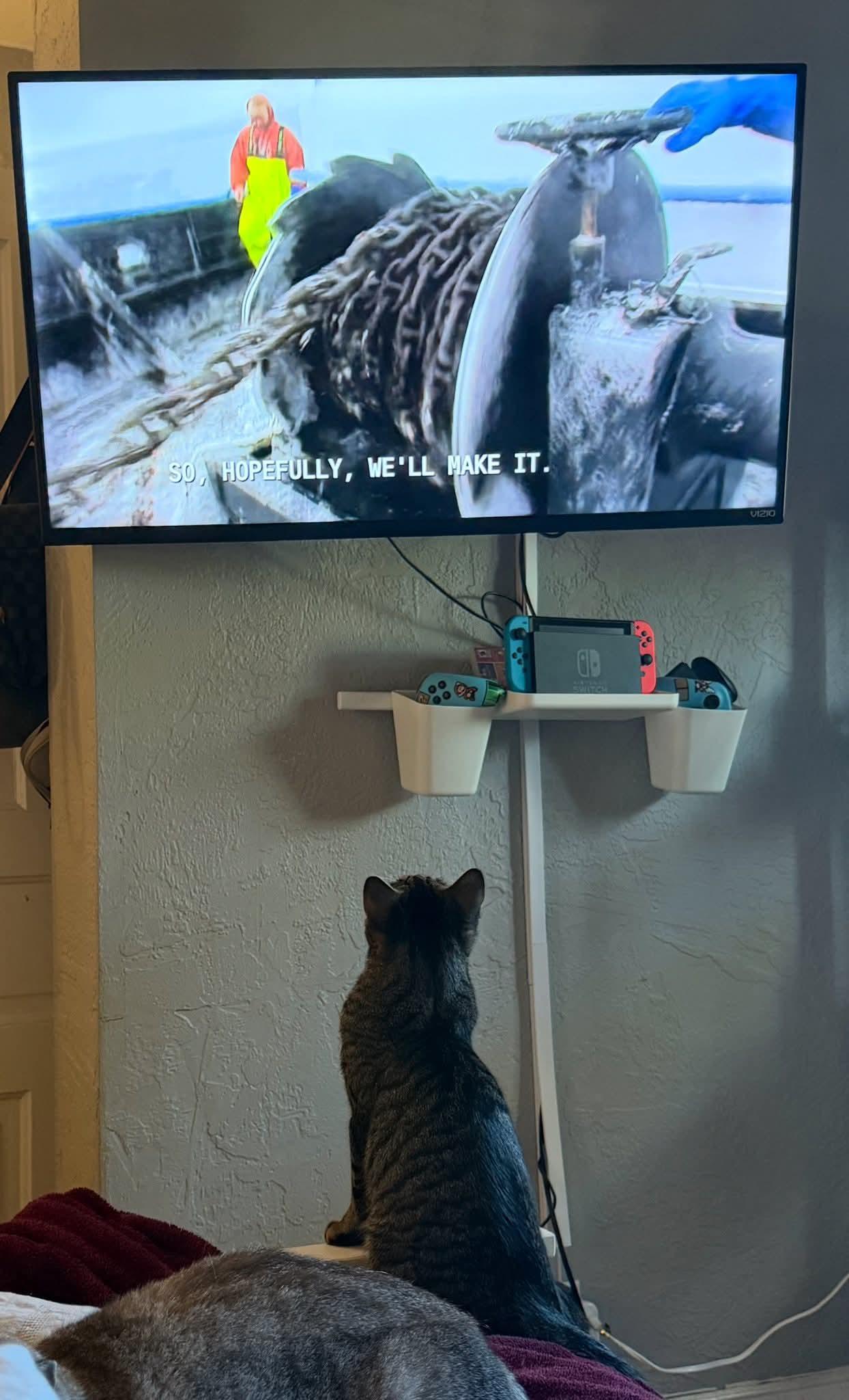 Enlarge Tuna, a Adoptable Domestic Short Hair in Carnegie, PA image 6/6