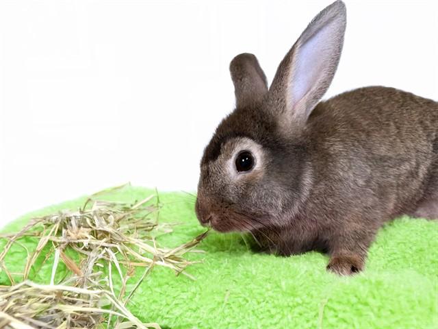 Enlarge TORY, a Adoptable Bunny Rabbit in Fort Lauderdale, FL image 1/1