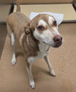 Enlarge Lexi, a ADOPTABLE mixed breed in Allen, TX image 3/3