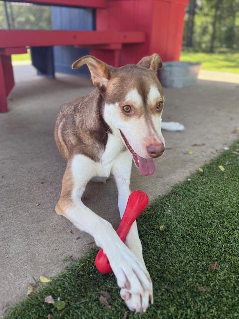 Lexi, ADOPTABLE, Adult Female Carolina Dog.