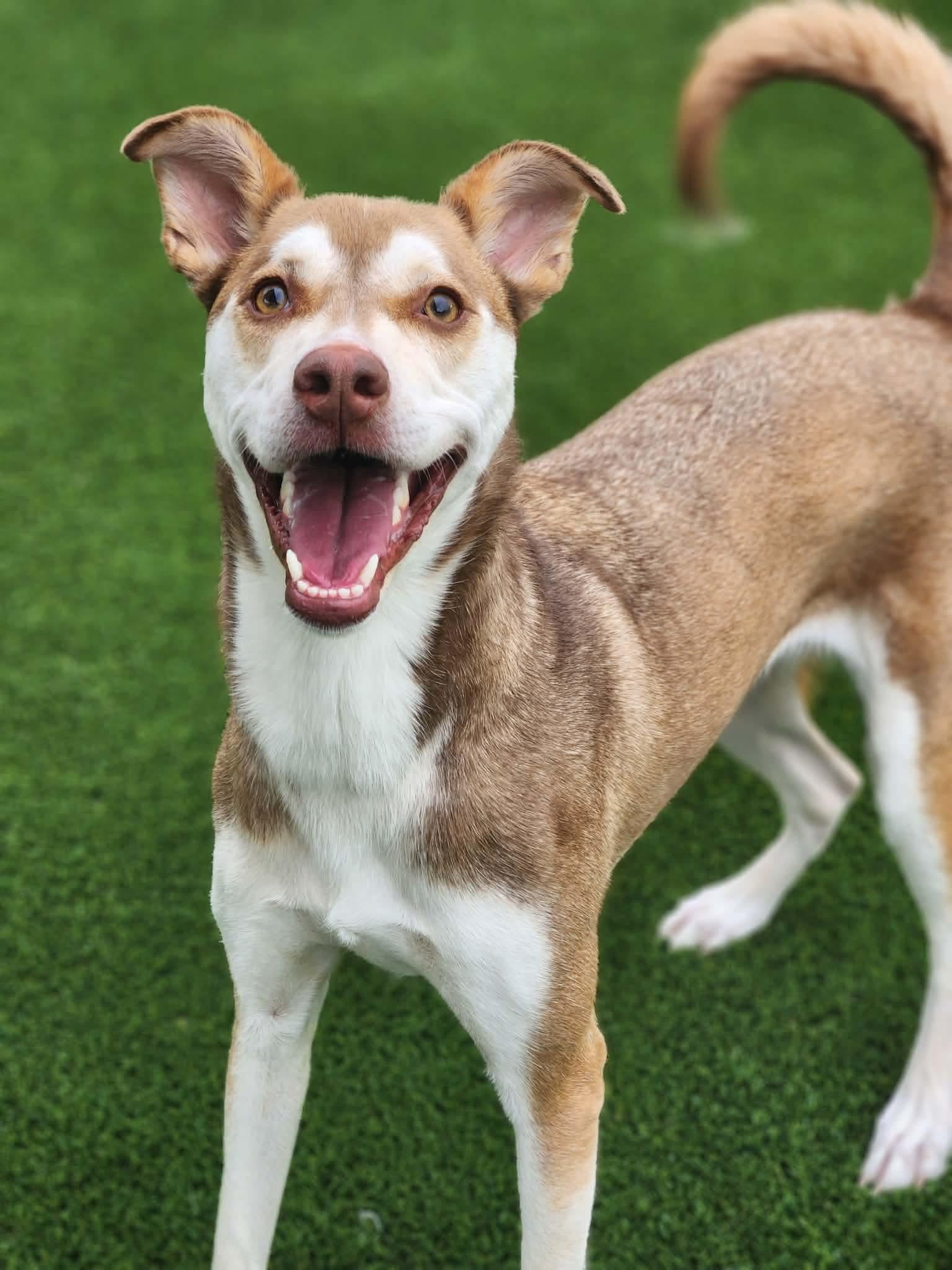 Lexi, ADOPTABLE, Adult Female Carolina Dog.