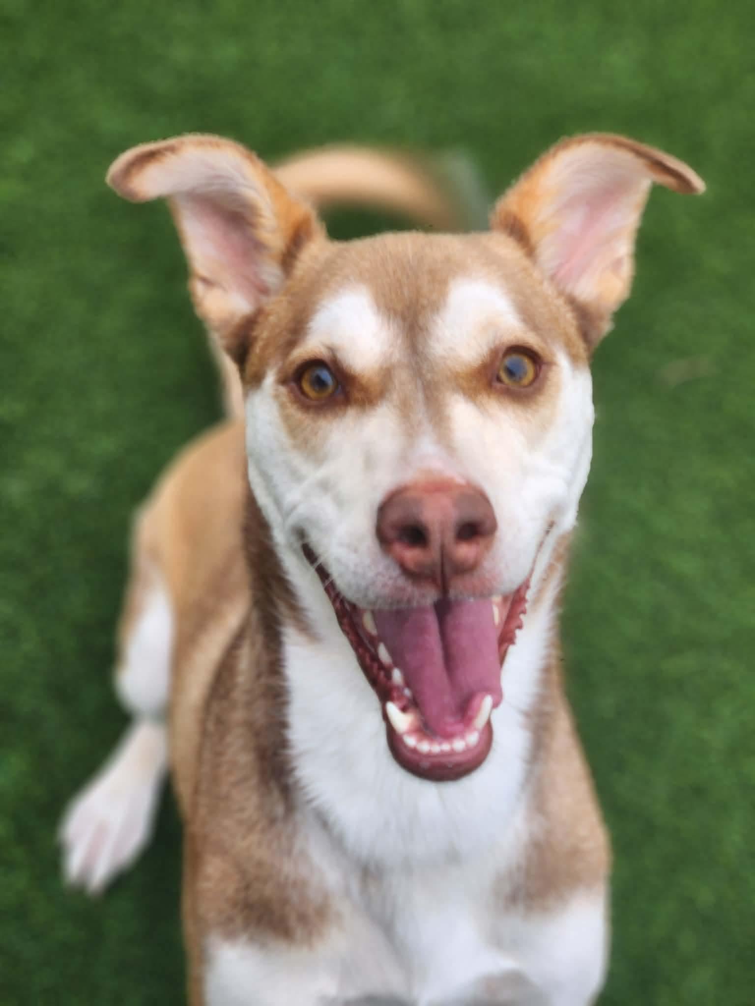 Enlarge Lexi, a ADOPTABLE mixed breed in Allen, TX image 2/3