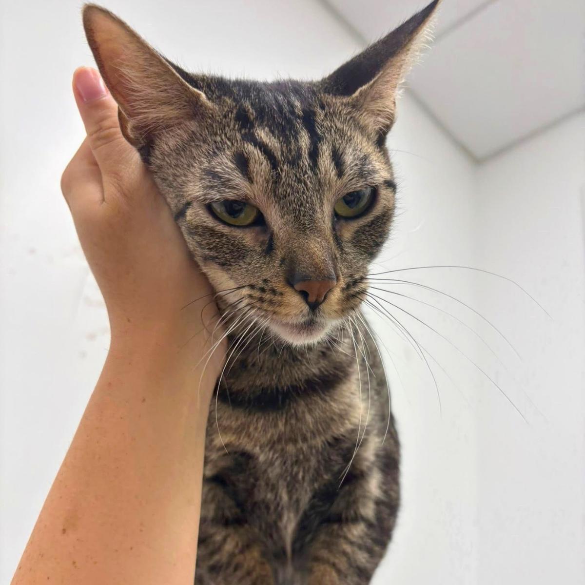 Enlarge Cherie, a Adoptable mixed breed in El Segundo, CA image 3/3