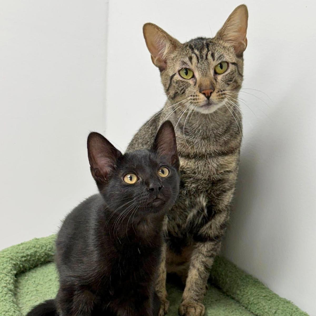 Enlarge Cherie, a Adoptable mixed breed in El Segundo, CA image 2/3
