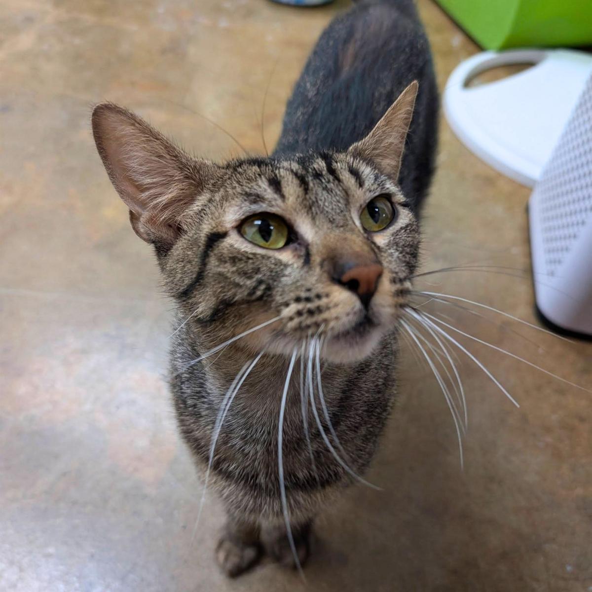 Cherie, Adoptable, Adult Female Domestic Short Hair & Tabby.