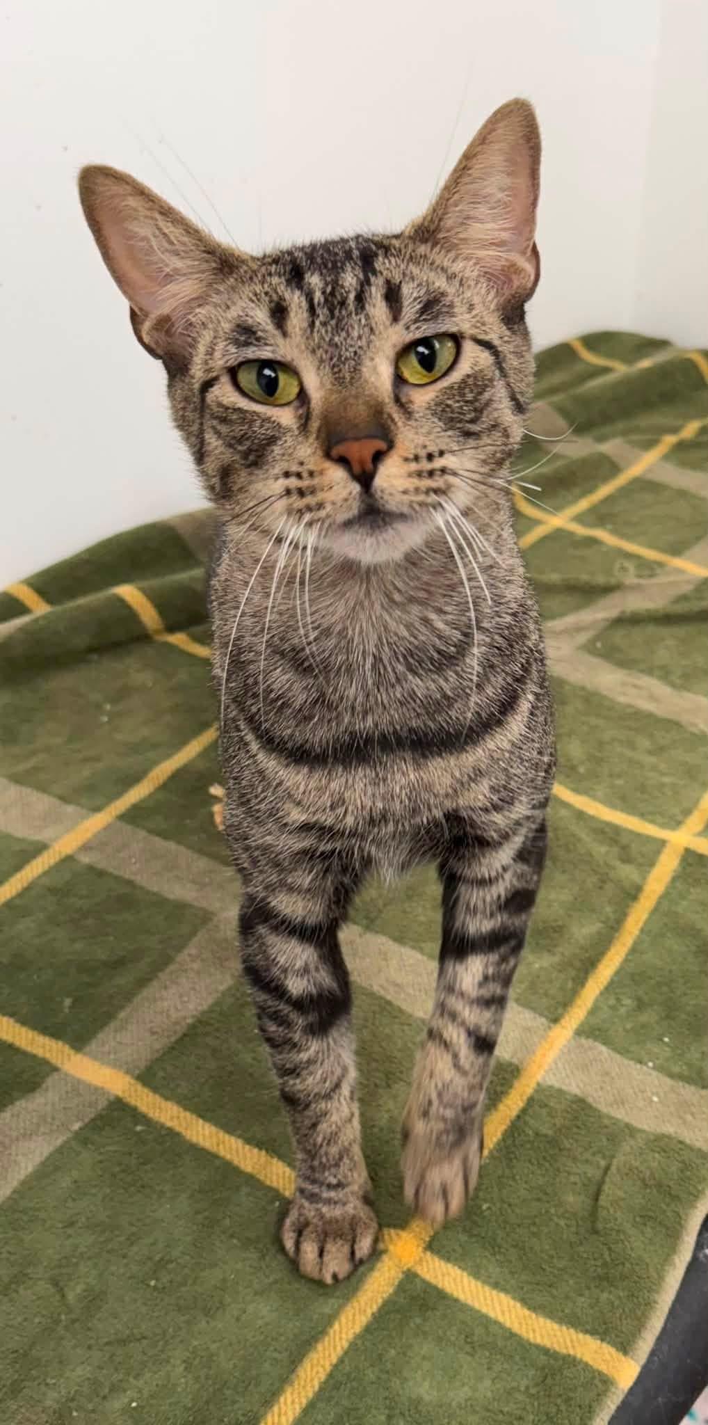 Enlarge Cherie, a Adoptable mixed breed in El Segundo, CA image 5/5