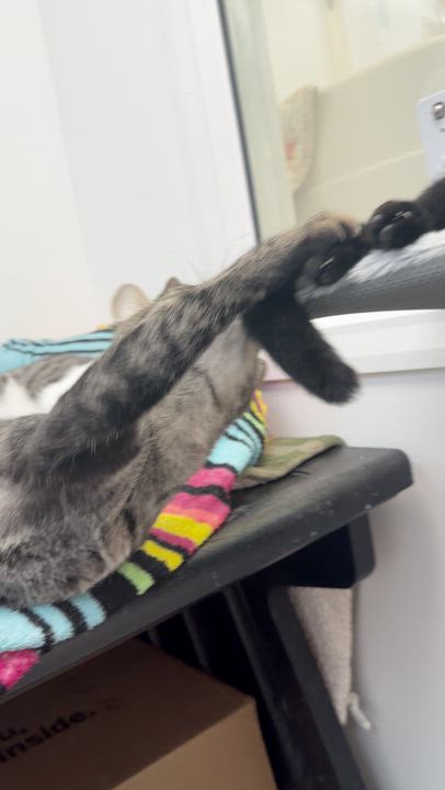 Enlarge Cherie, a Adoptable mixed breed in El Segundo, CA video 3/5